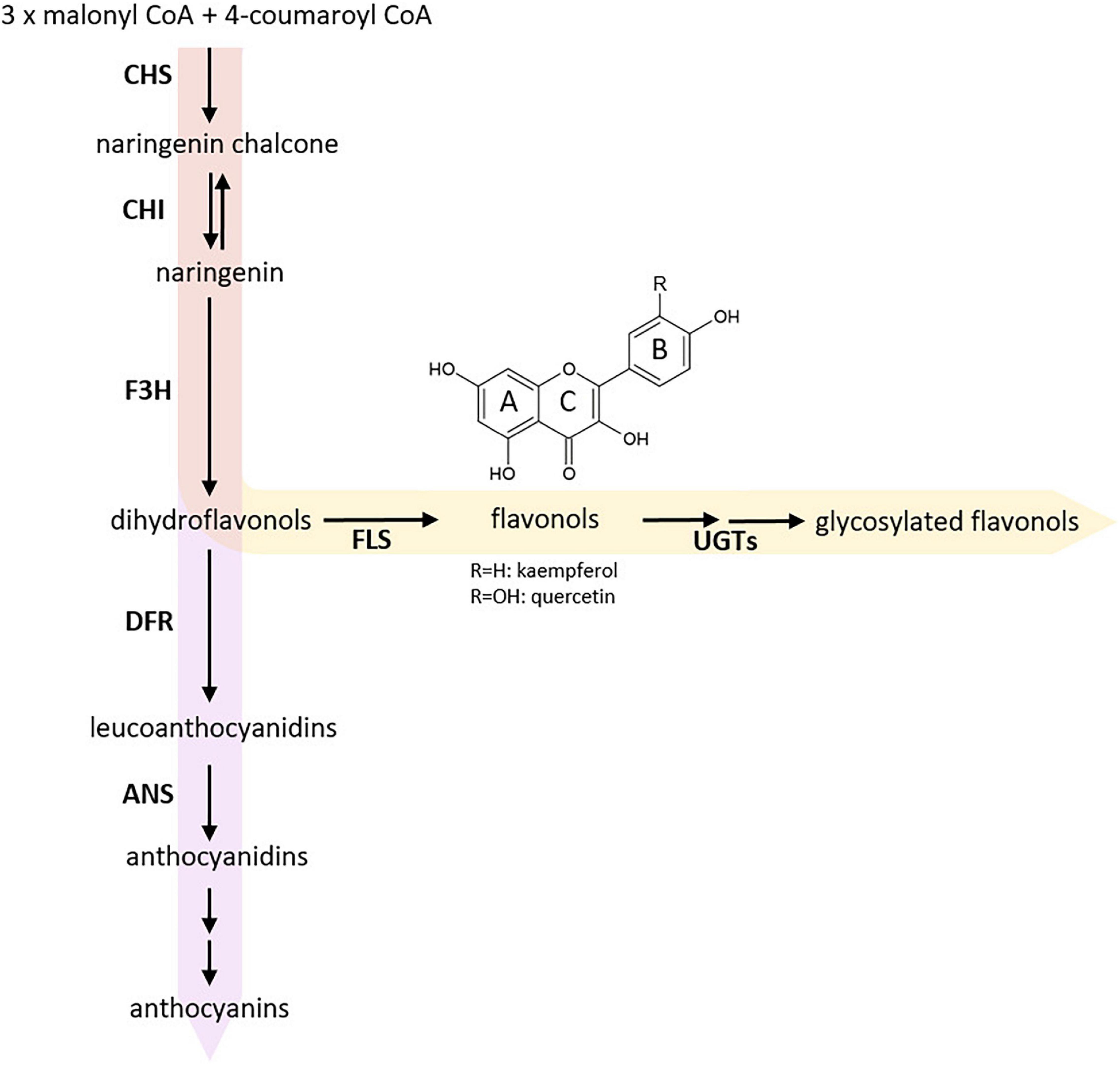 Frontiers Characterization Of The Brassica Napus Flavonol Synthase 