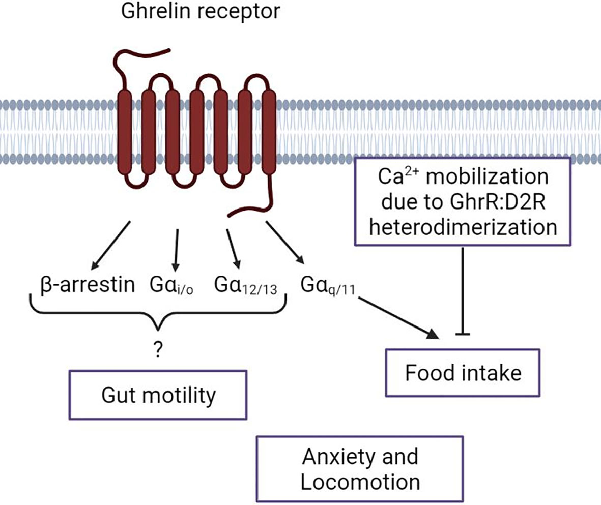 Frontiers Biased Ghrelin Receptor Signaling And The Dopaminergic System As Potential Targets