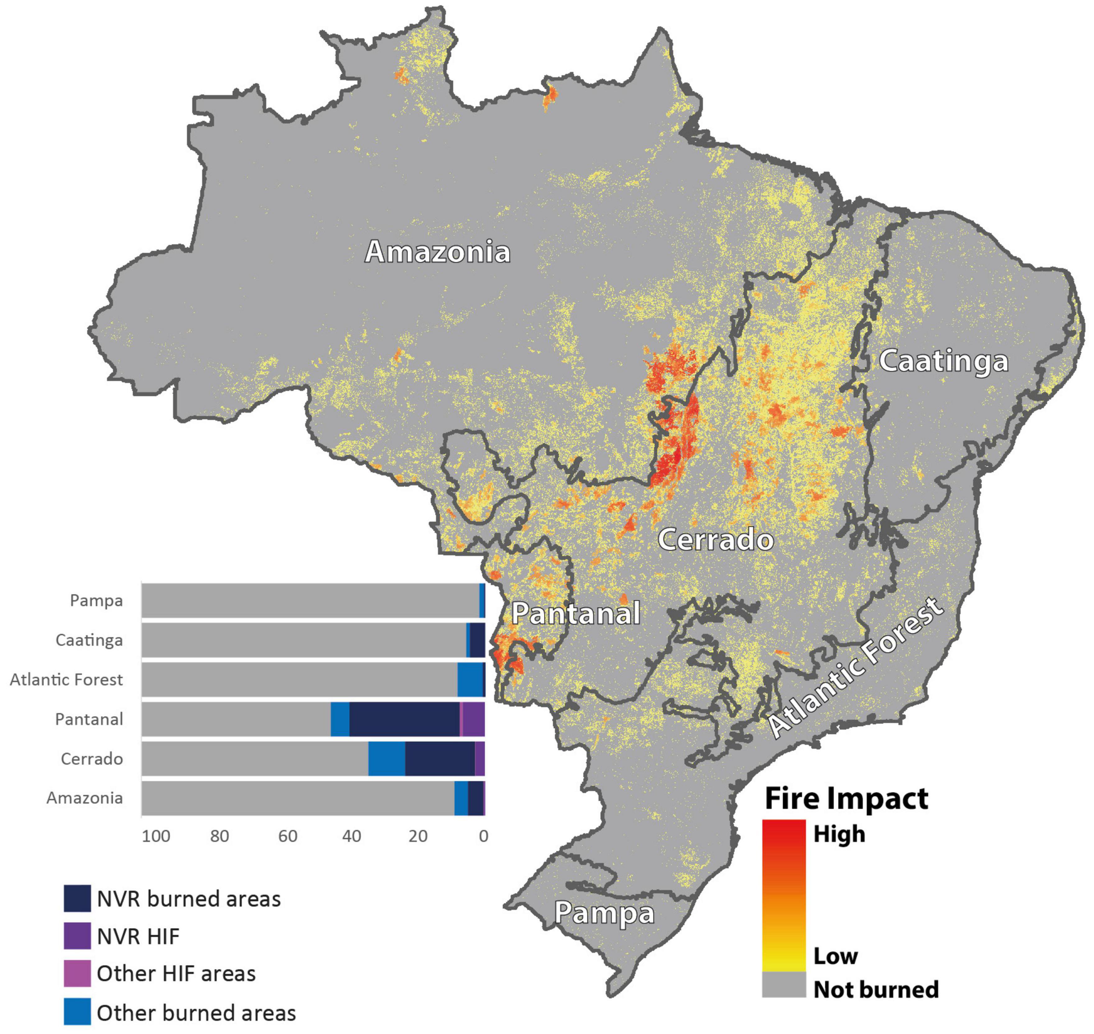 The cerrado vegetation of Brazil
