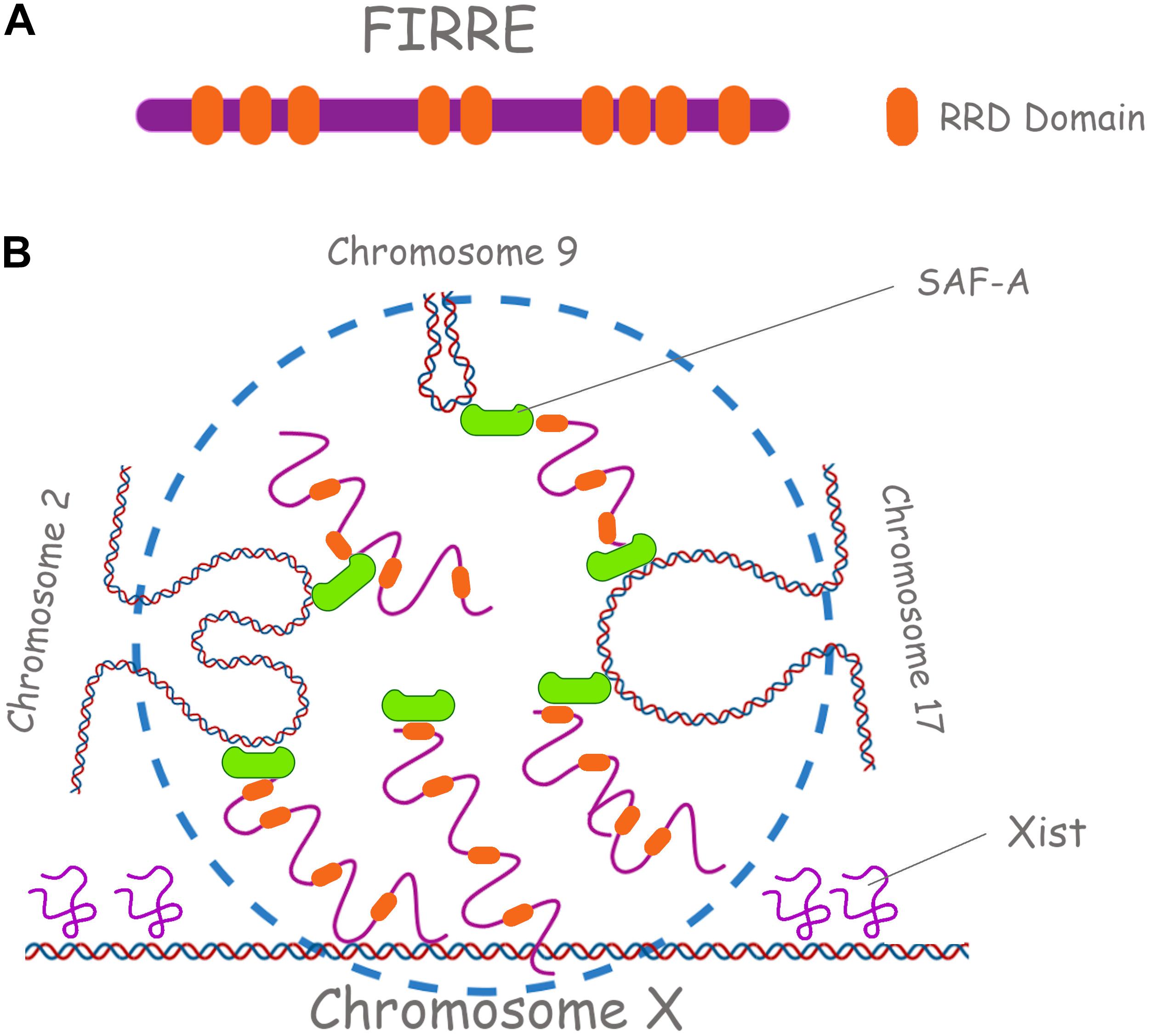 2: Estrutura de uma RNA feedforward 3.4 Activaa c~ a o e F unn c