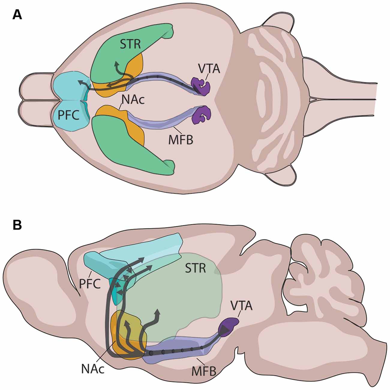 Dopamine, Dopaminergic pathways in brain