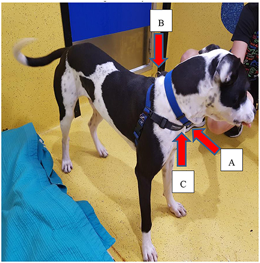 Frontiers  Dog Pulling on the Leash: Effects of Restraint by a Neck Collar  vs. a Chest Harness