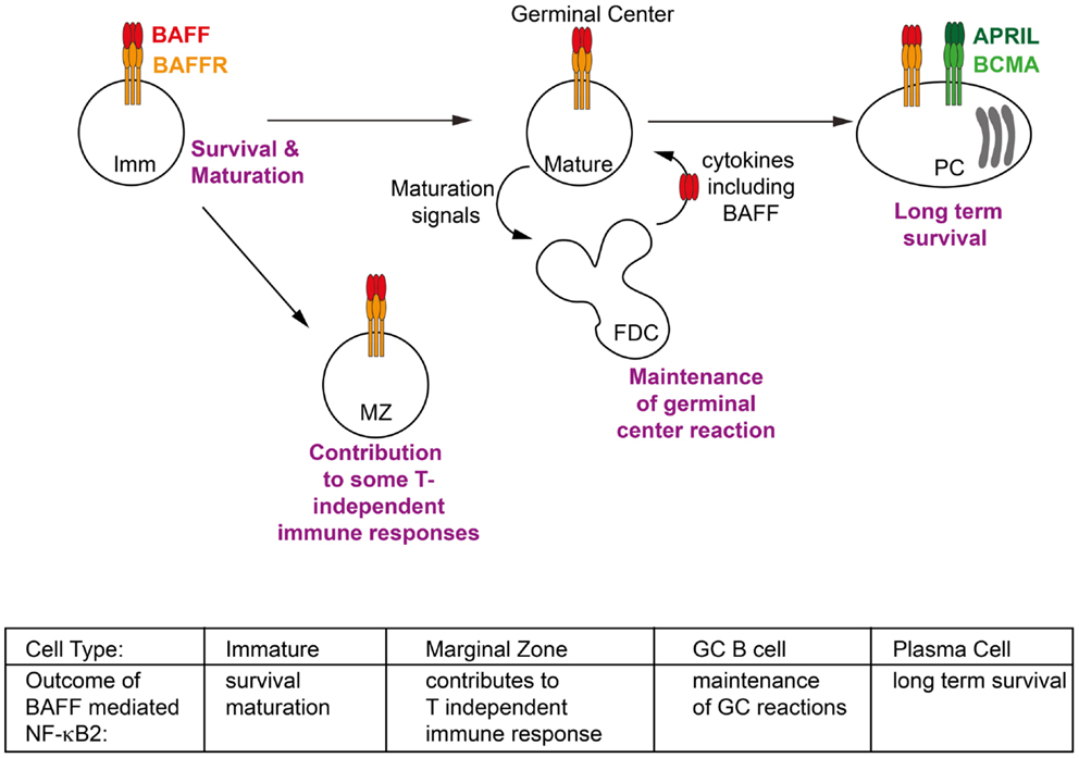 Frontiers | Non-Canonical NF-κB Signaling Initiated By BAFF Influences ...