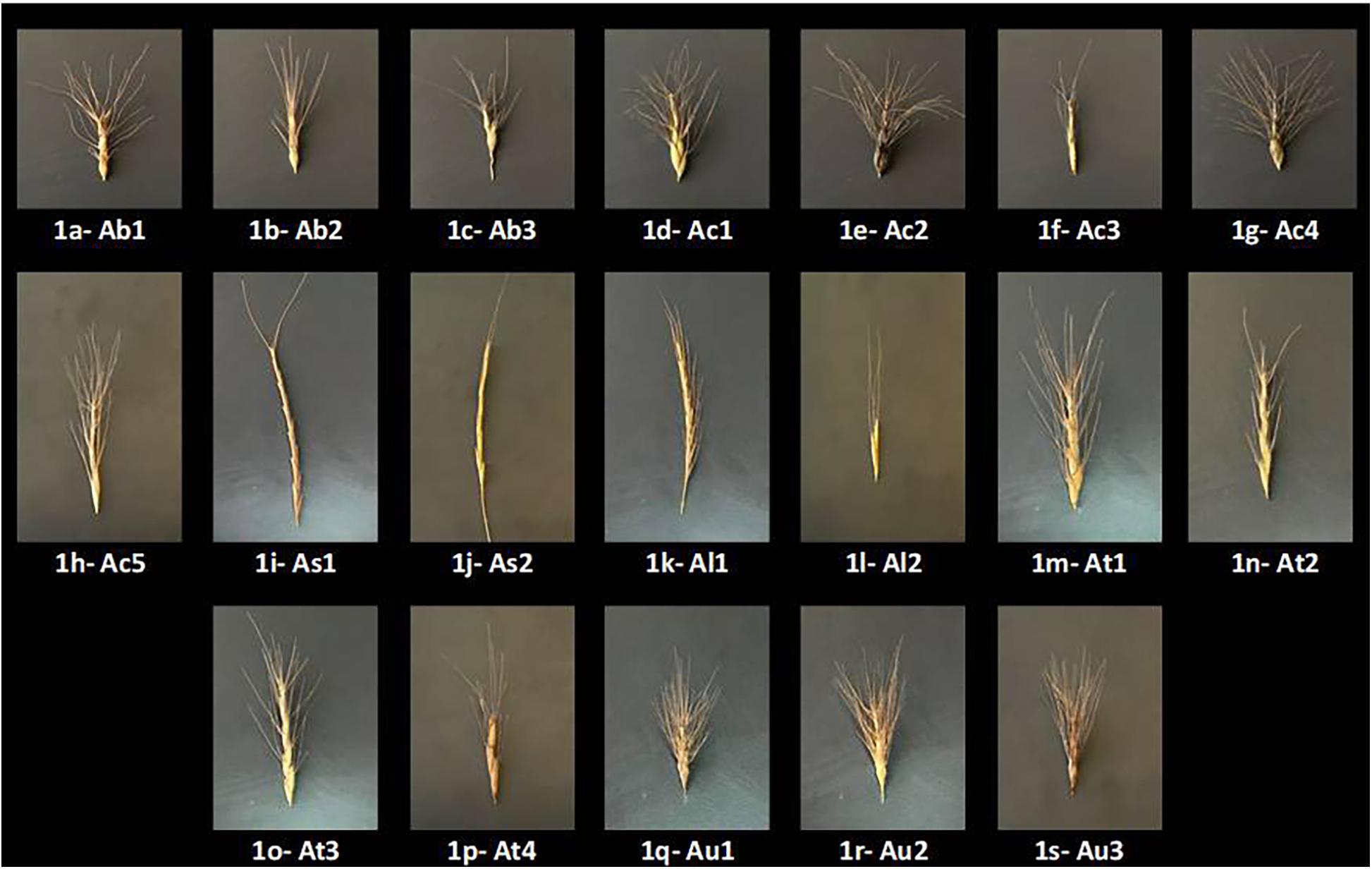 Frontiers | Variability in Physiological Traits Reveals Boron