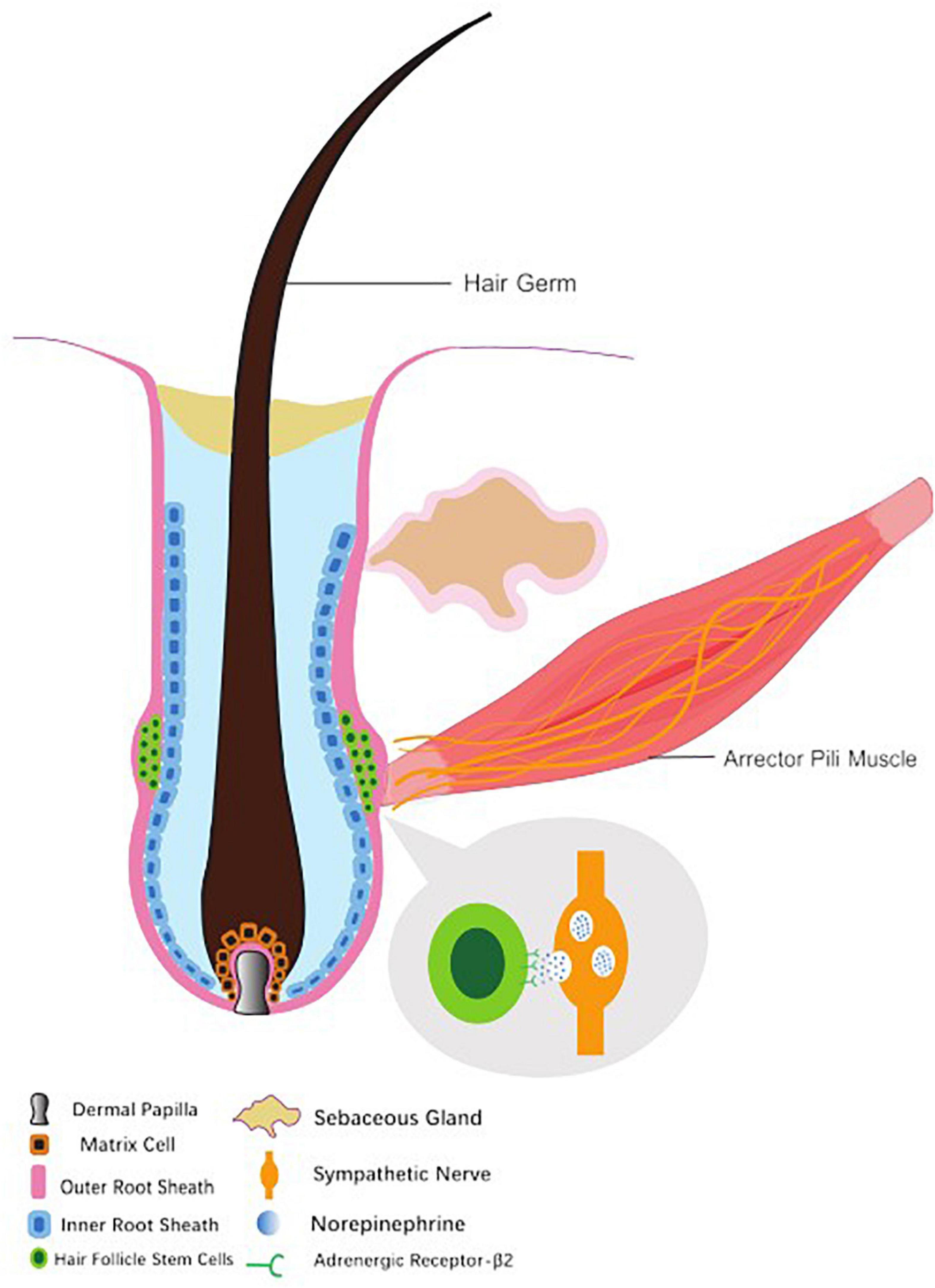 Hair follicle cycle The different stages of the adult hair follicle   Download Scientific Diagram