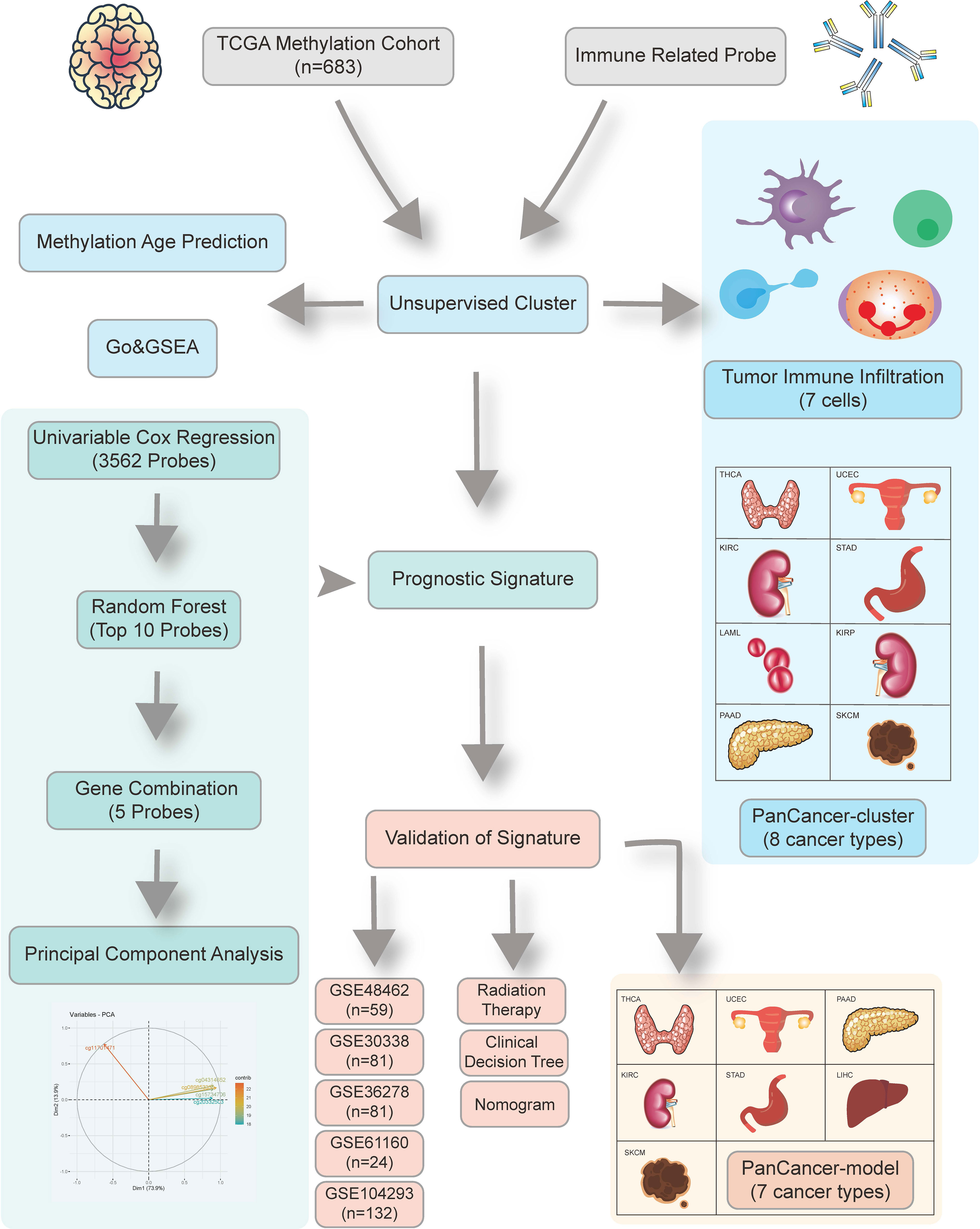 Frontiers | Identification of Methylation Immune Subtypes and ...
