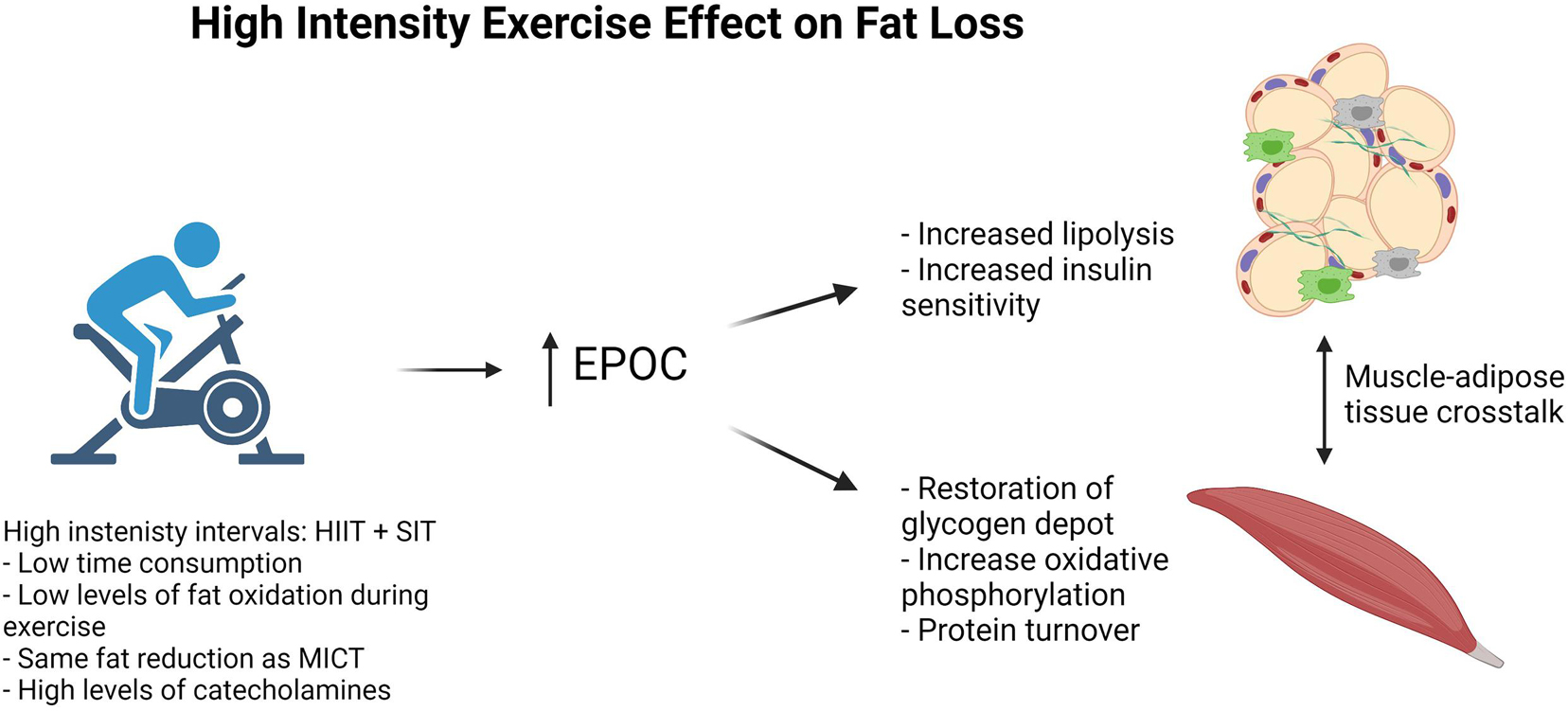 Improved fat utilization potential