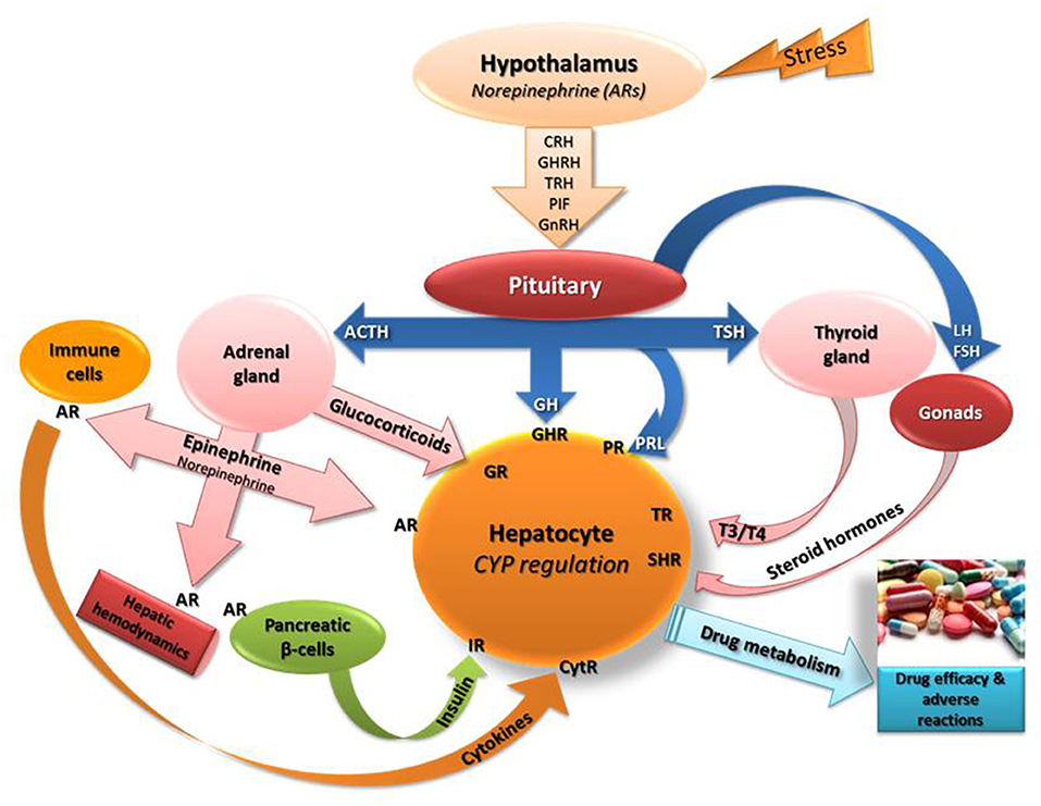 Frontiers Stress As A Potential Regulatory Factor In The Outcome Of 