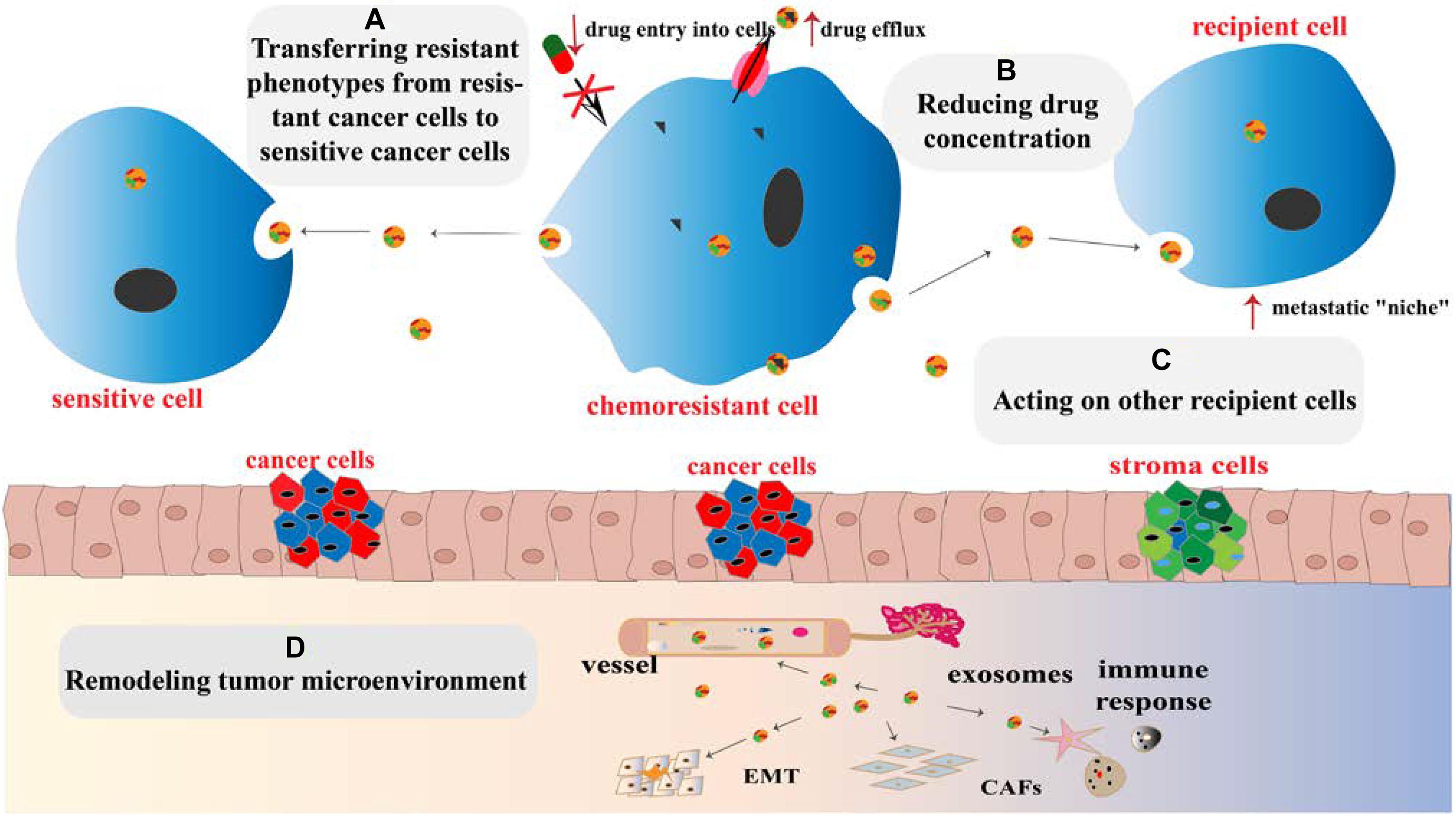 Frontiers The Emerging Role Of Exosomes In Cancer Chemoresistance