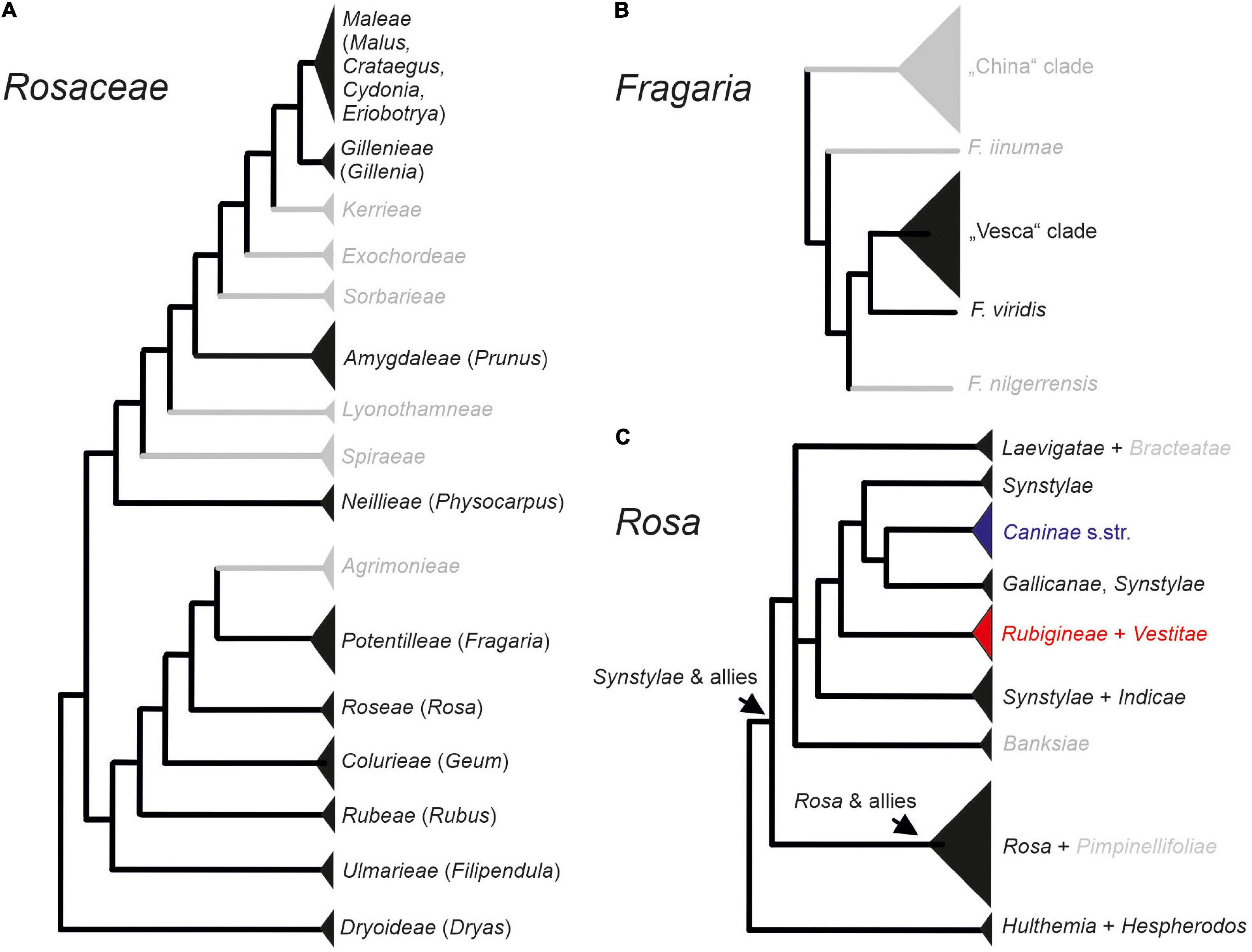 Inter- and intraspecies comparison of phylogenetic fingerprints