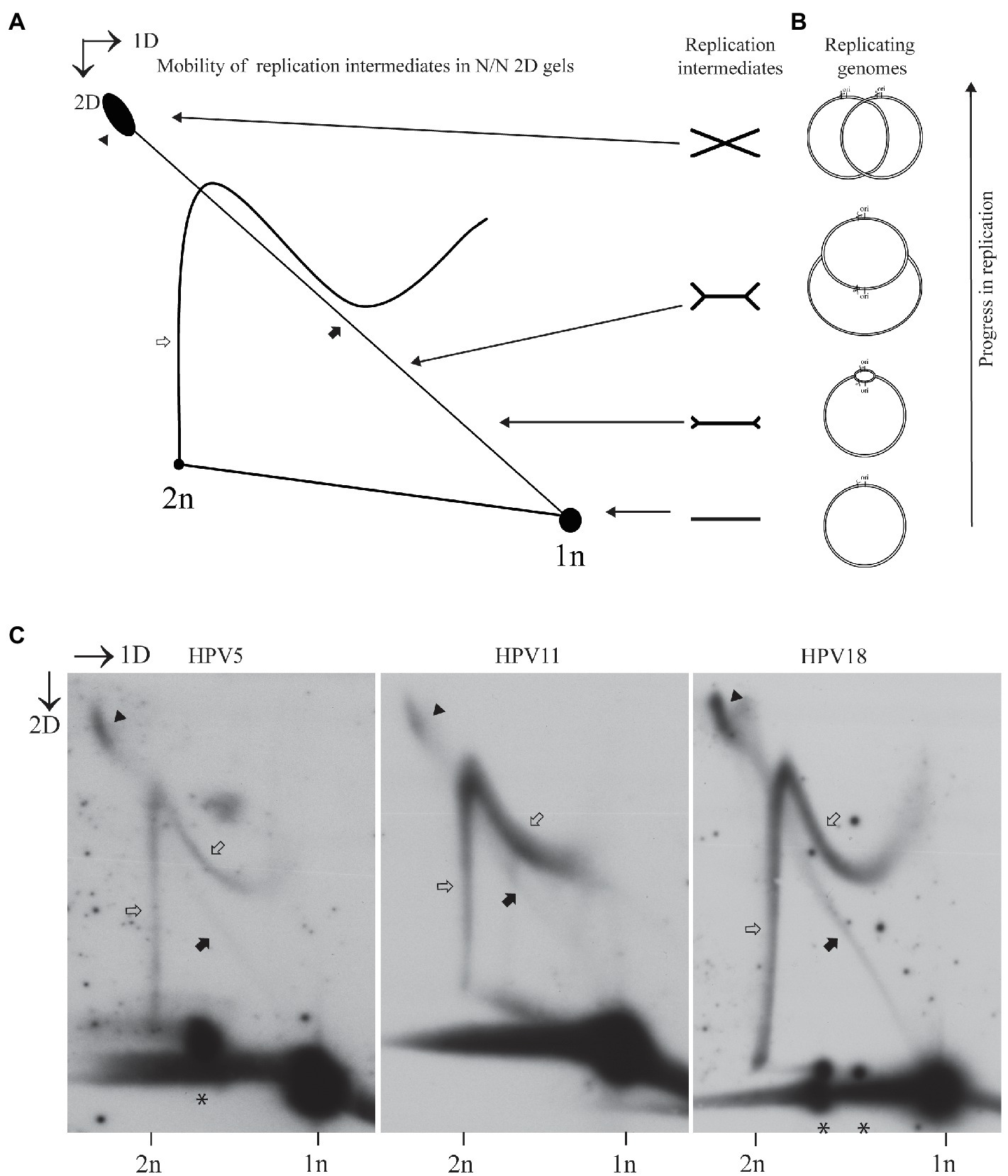 Frontiers | Analysis Of The Replication Mechanisms Of The Human ...