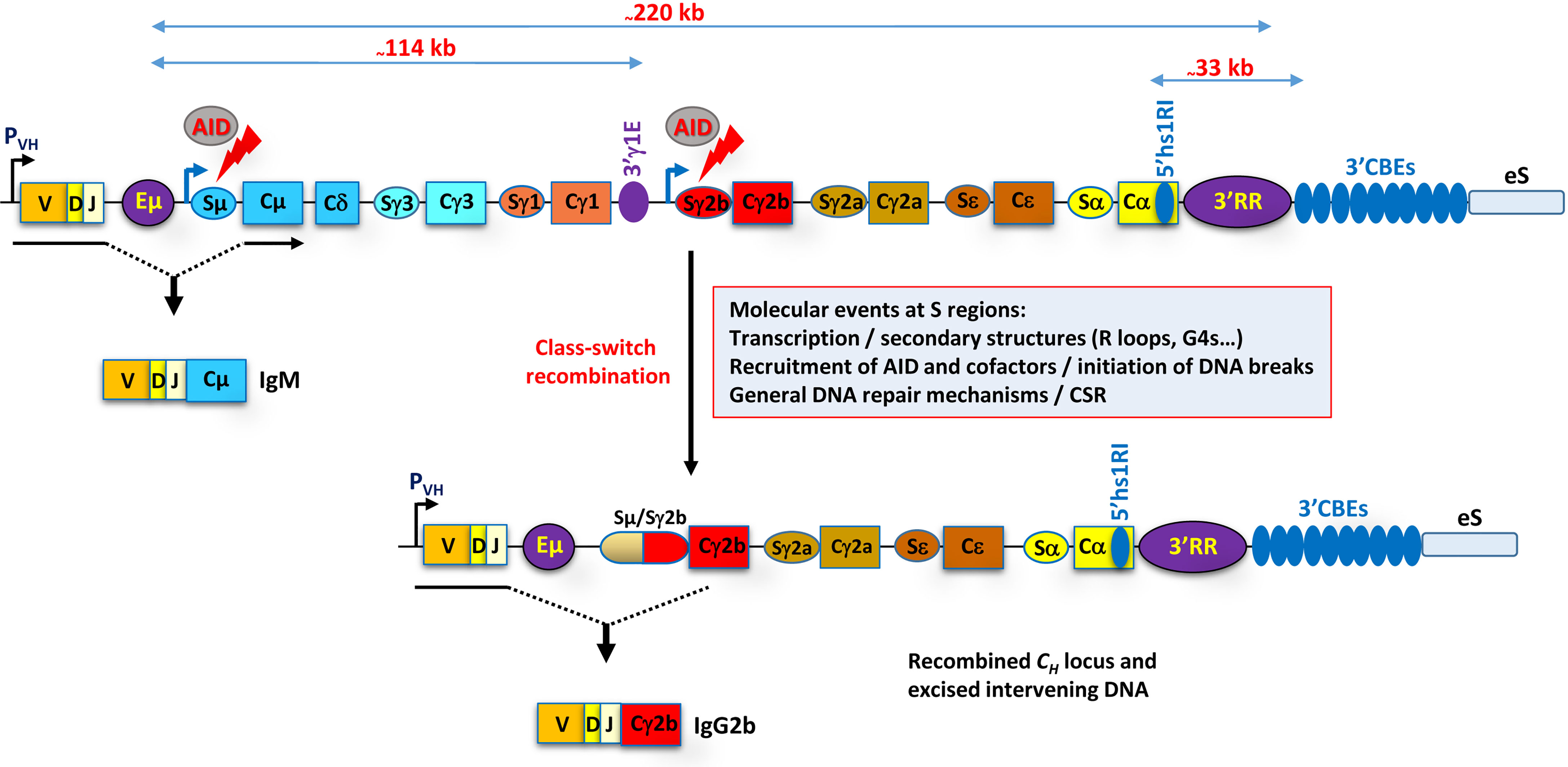 Frontiers Long Range Control Of Class Switch Recombination By 