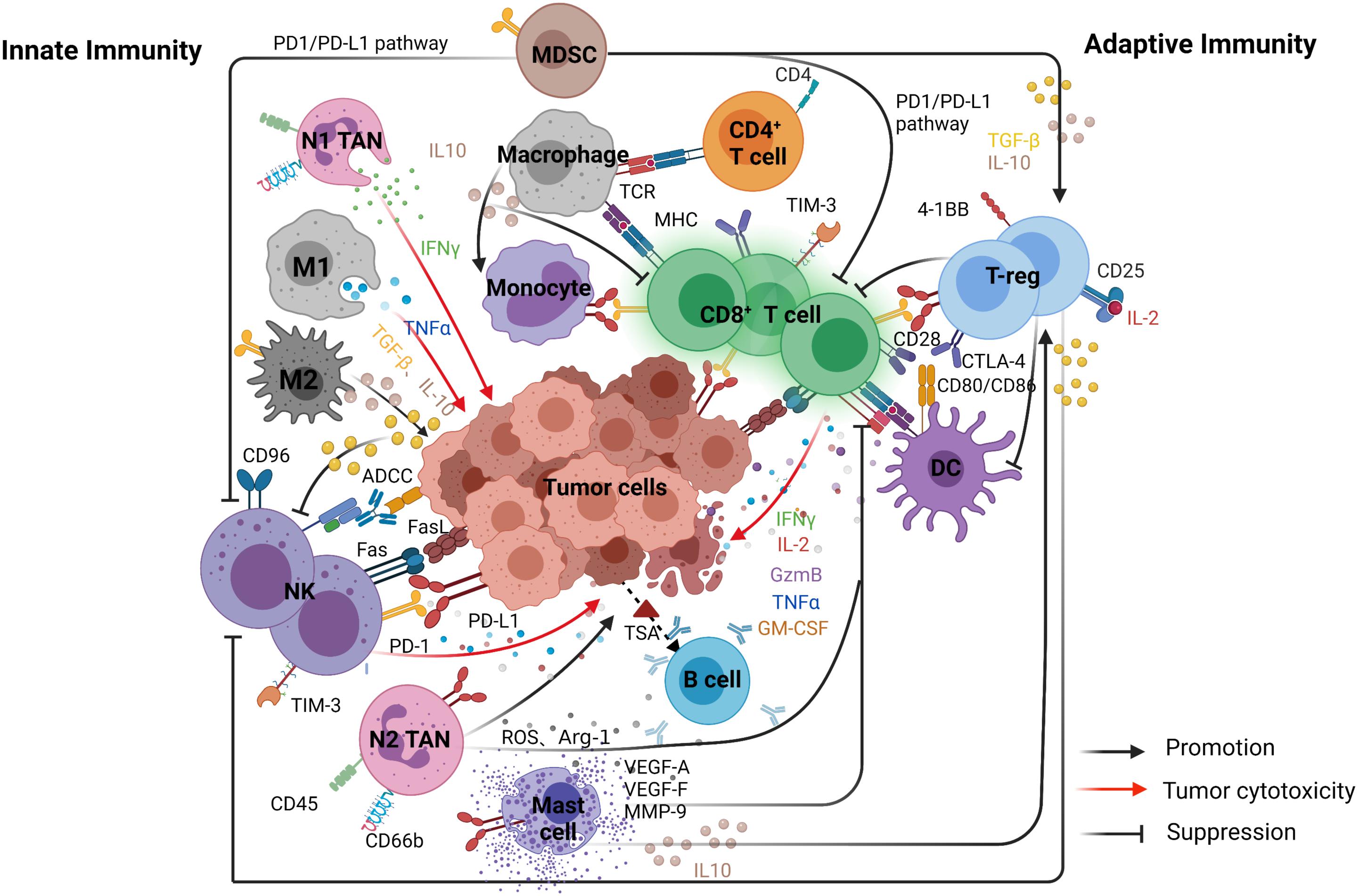 Frontiers Crosstalk Between The Tumor Microenvironment And Cancer 