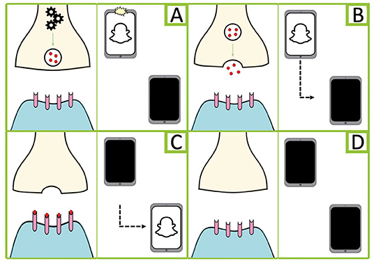 图1 -神经元通过化学信使进行交流可以比作发送一张快照。