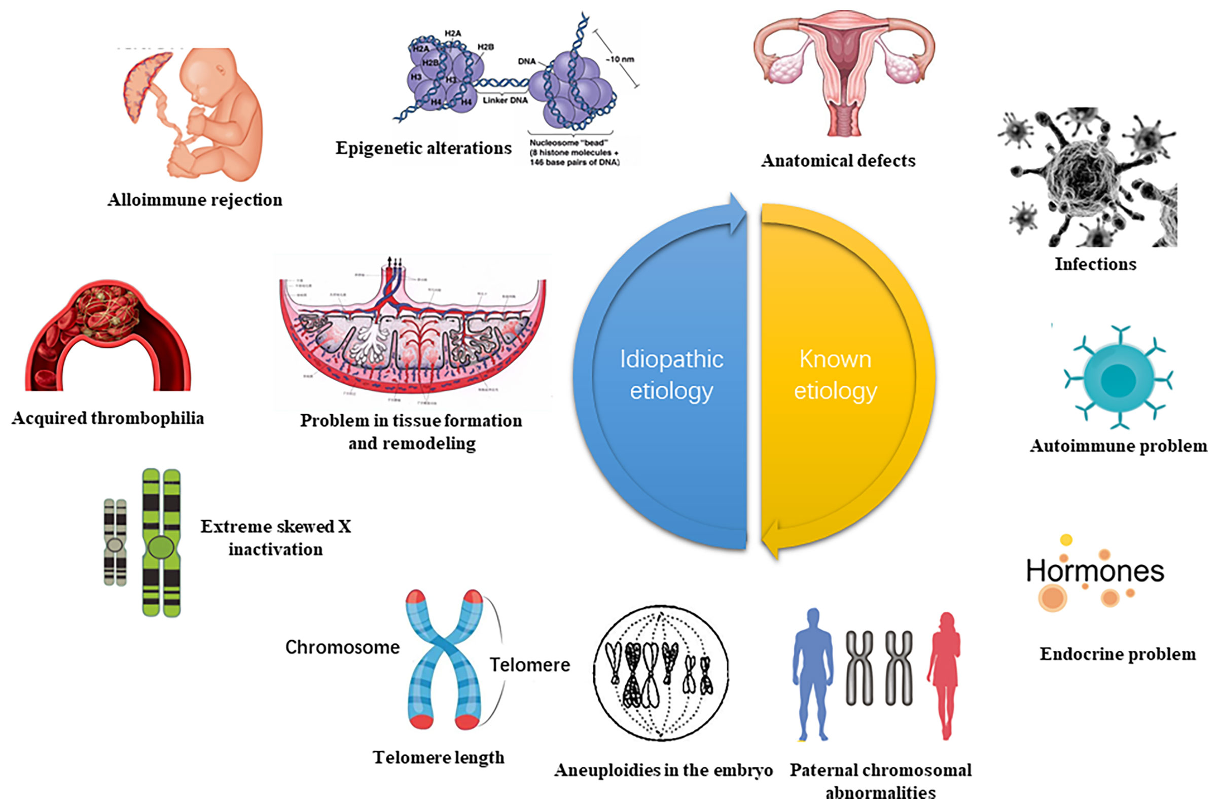 Frontiers DNA Methylation And Recurrent Pregnancy Loss A Mysterious 