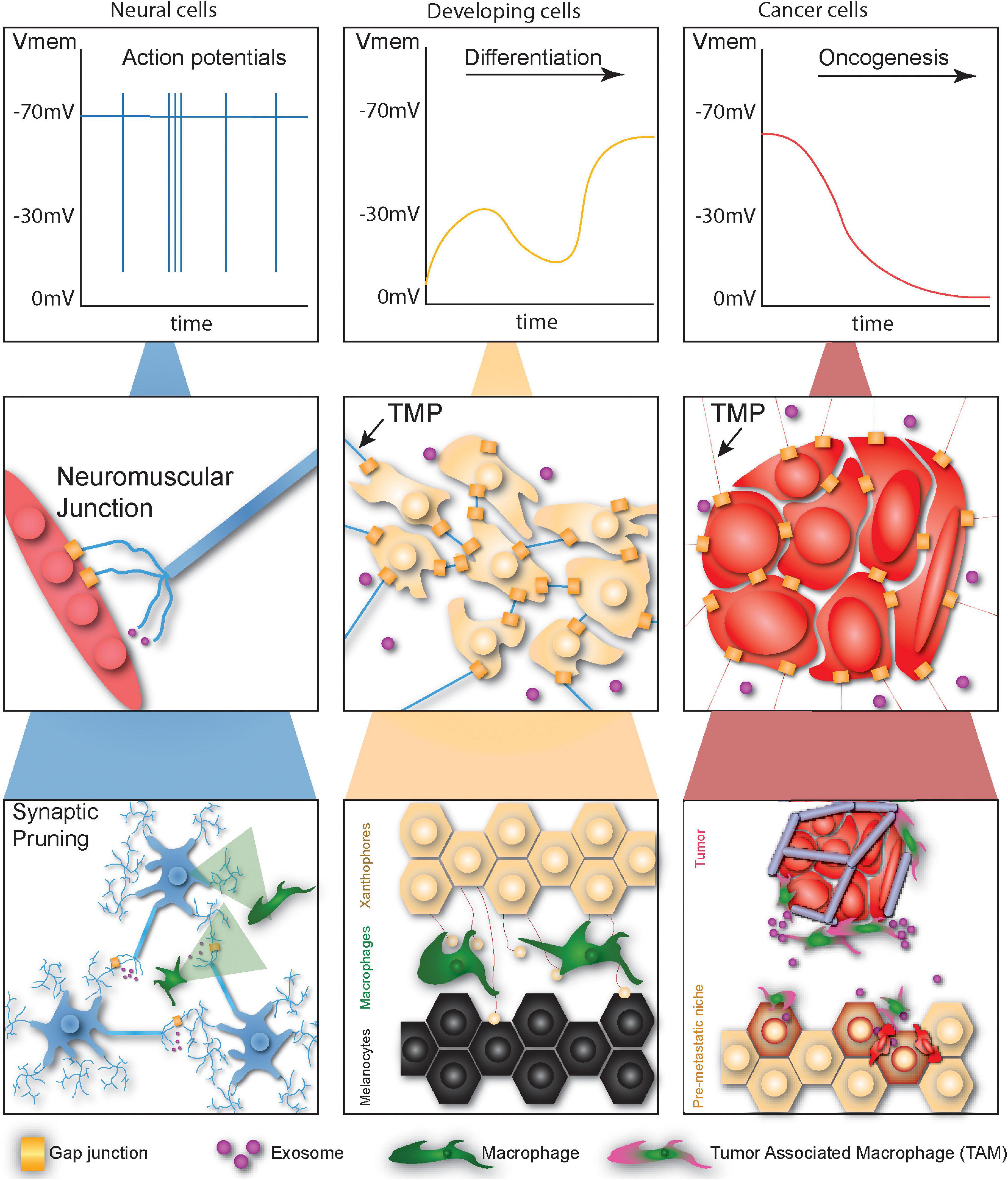 Frontiers Beyond Neurons Long Distance Communication In Development 