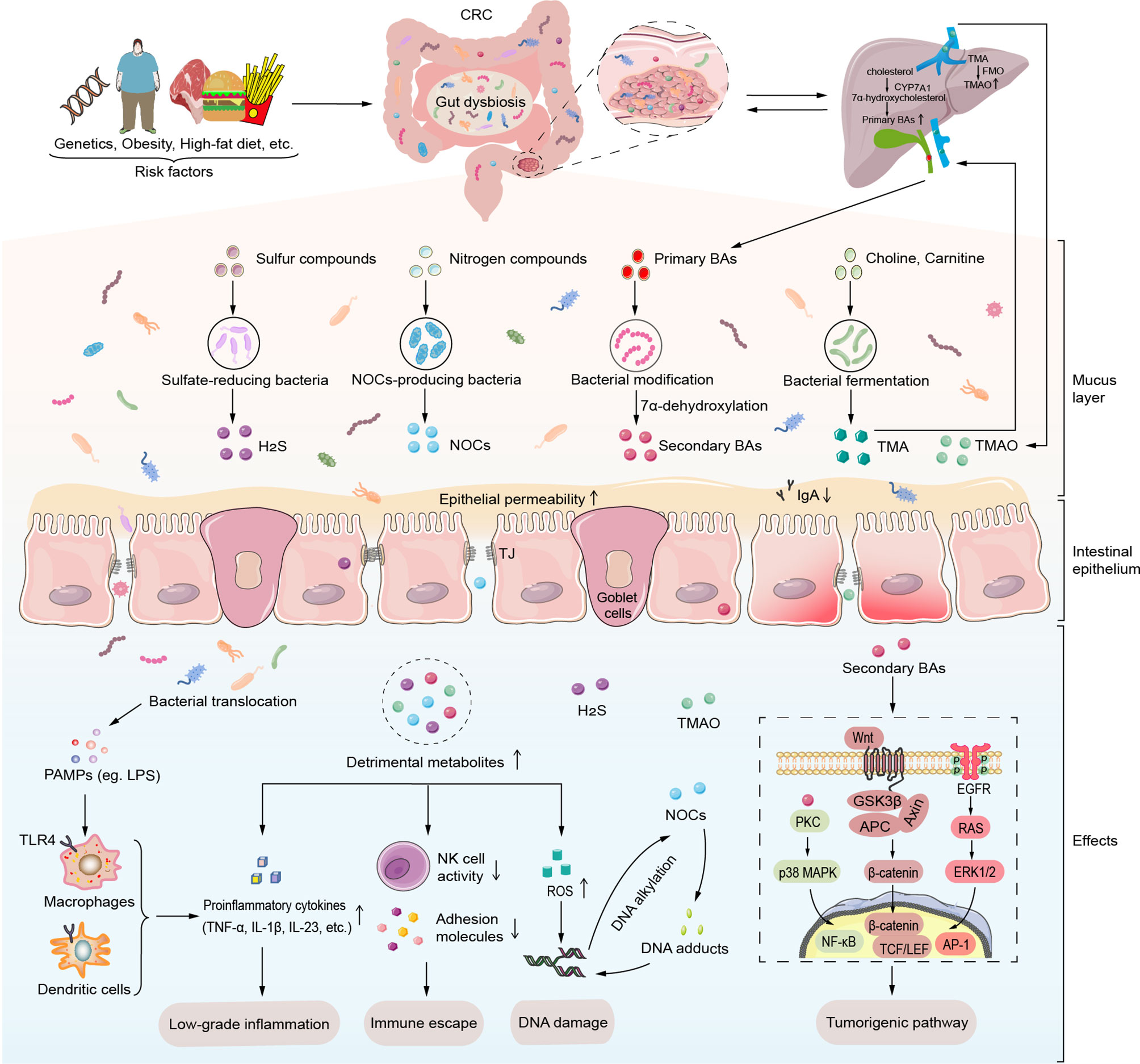 Frontiers  Emerging Evidence on the Effects of Dietary Factors on the Gut  Microbiome in Colorectal Cancer