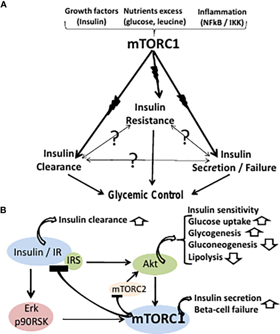 Ac and insulin sensitivity