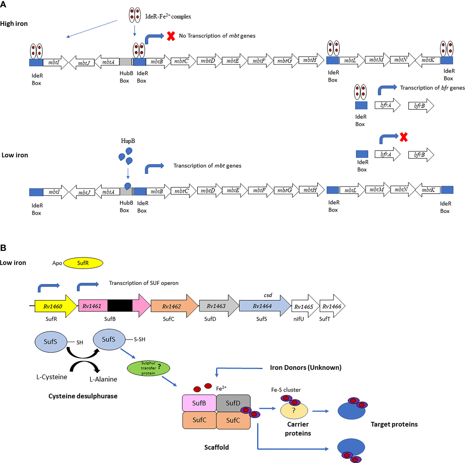 Frontiers | Host and Bacterial Iron Homeostasis, an Underexplored