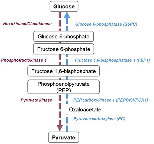 Frontiers | Tubular Cell Glucose Metabolism Shift During Acute and ...