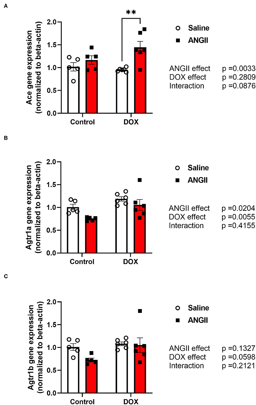 Modulation of Cytochrome P450 Gene Expression and Arachidonic Acid  Metabolism during Isoproterenol-Induced Cardiac Hypertrophy in Rats