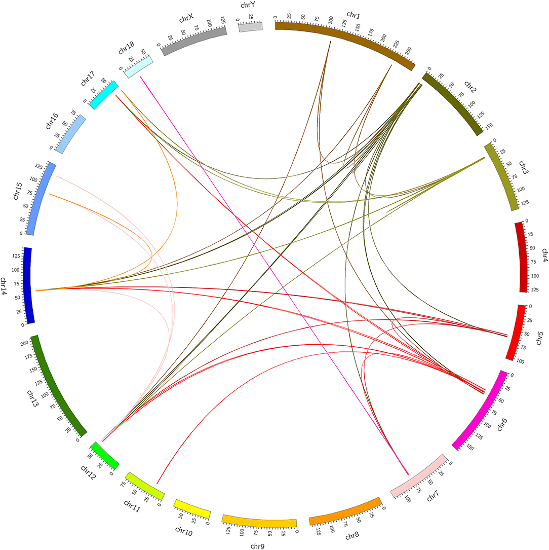 Frontiers | Identification Of Chimeric RNAs In Pig Skeletal Muscle And ...