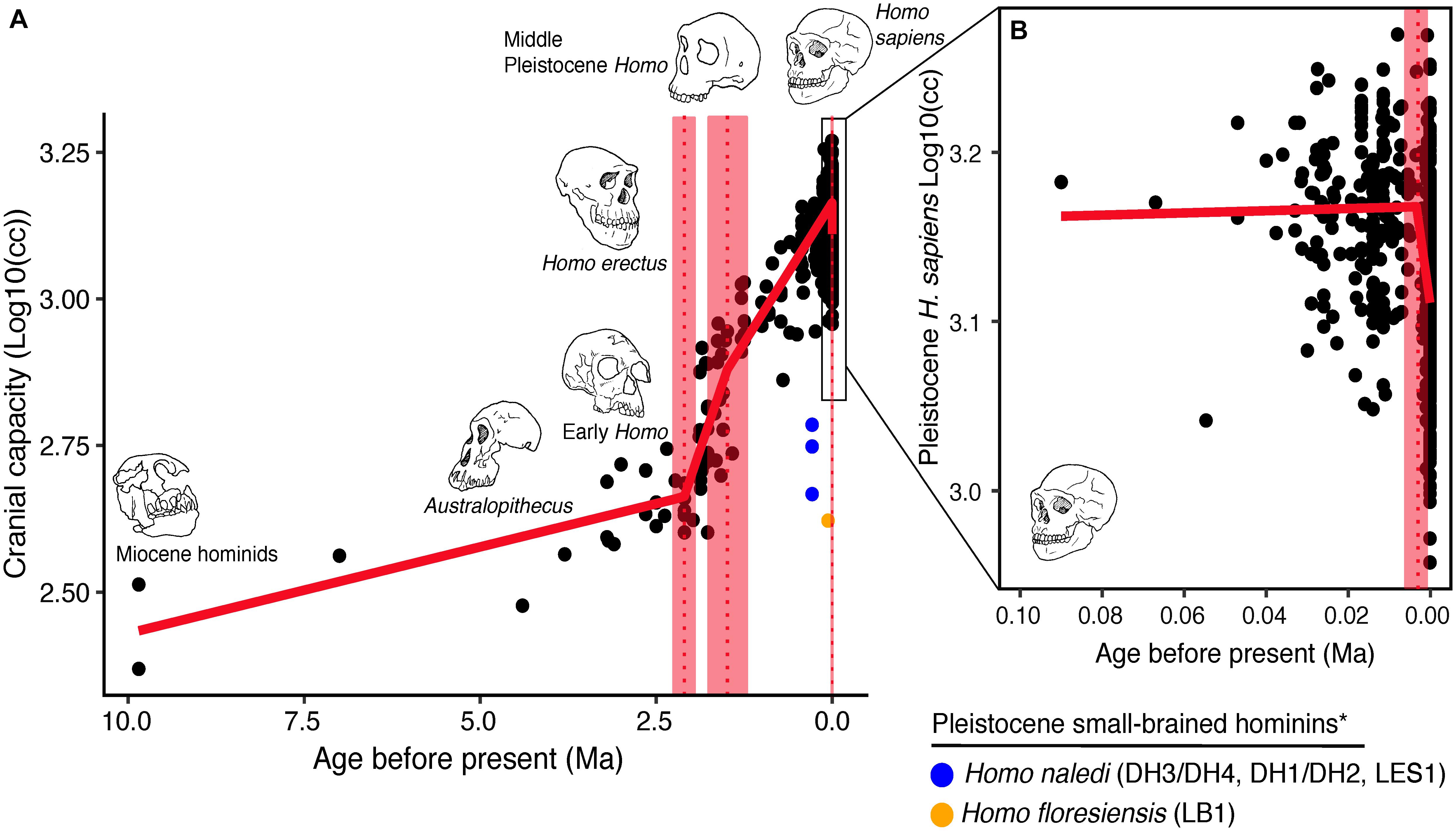 Frontiers  When and Why Did Human Brains Decrease in Size? A New  Change-Point Analysis and Insights From Brain Evolution in Ants