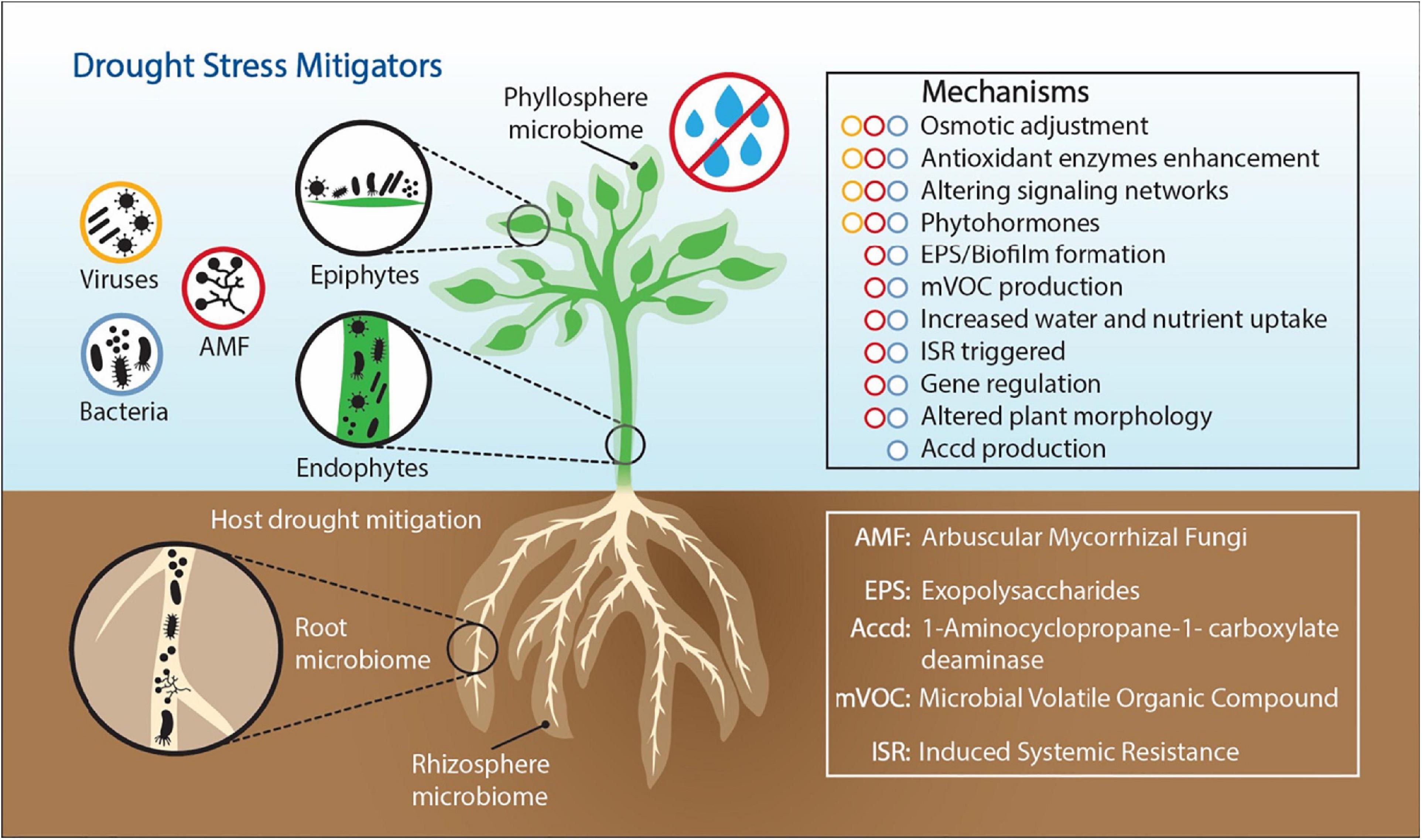 Frontiers | The Role Plant-Associated Bacteria, Fungi, and Viruses Drought Stress Mitigation