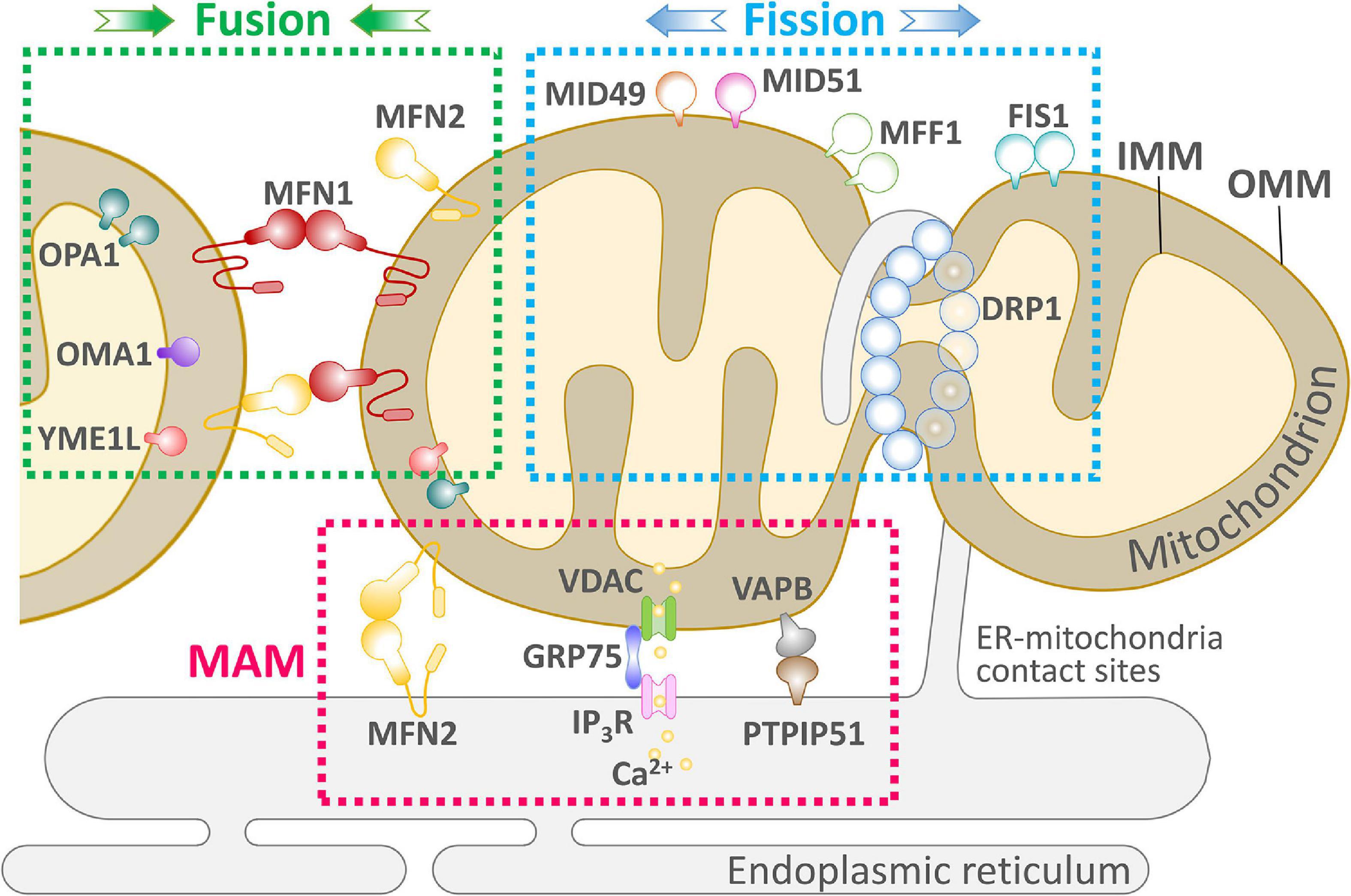 Frontiers Molecular Machinery And Pathophysiology Of Mitochondrial