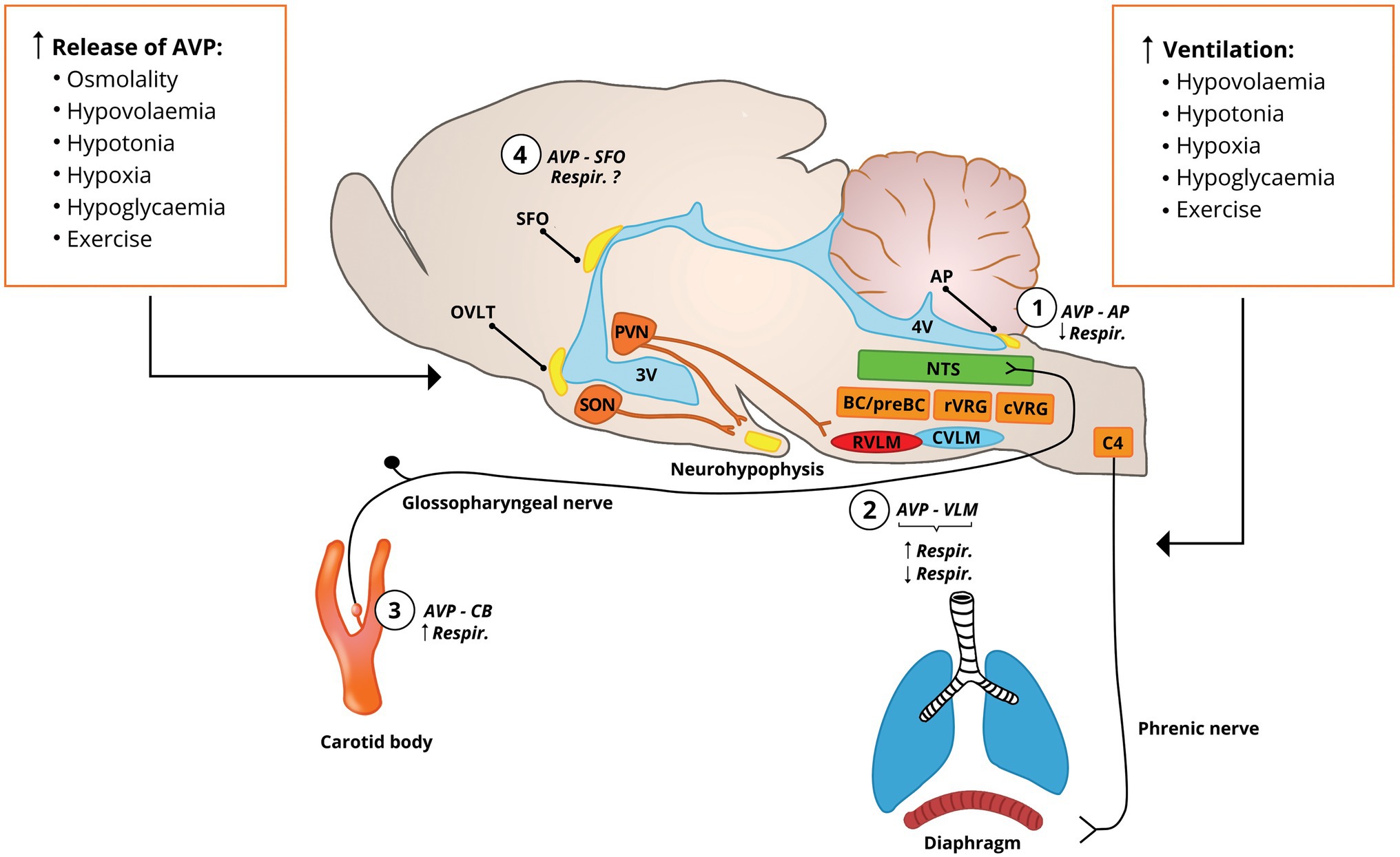 Frontiers Vasopressin And Breathing Review Of Evidence For 