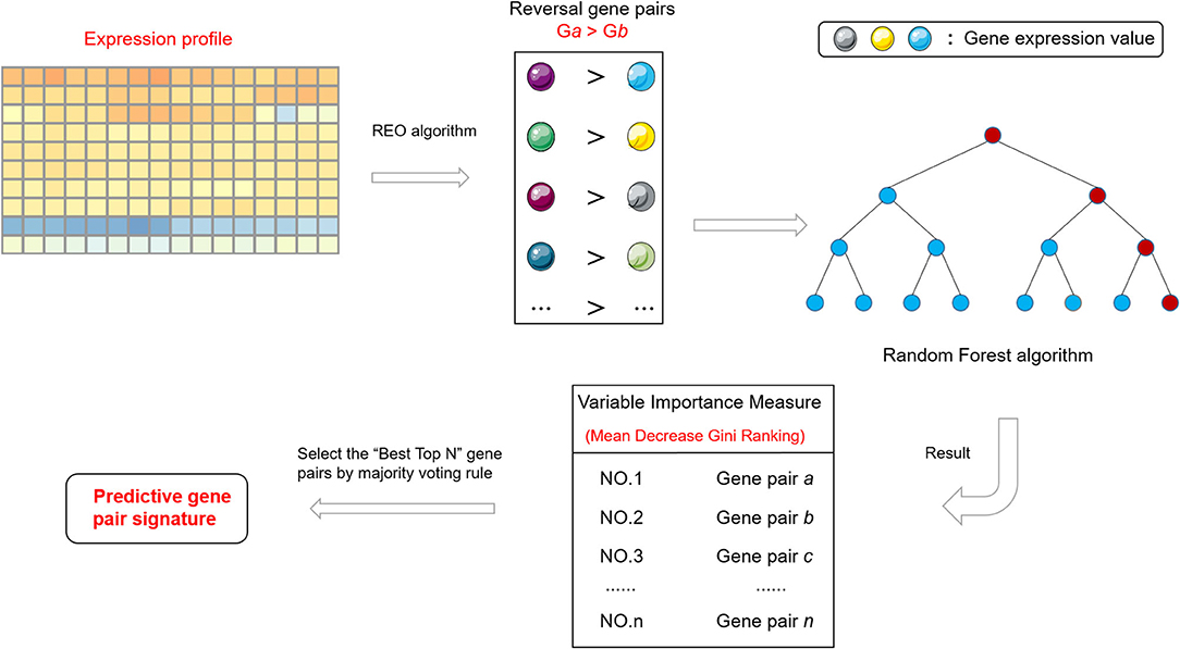 Frontiers | A 41-Gene Pair Signature for Predicting the 
