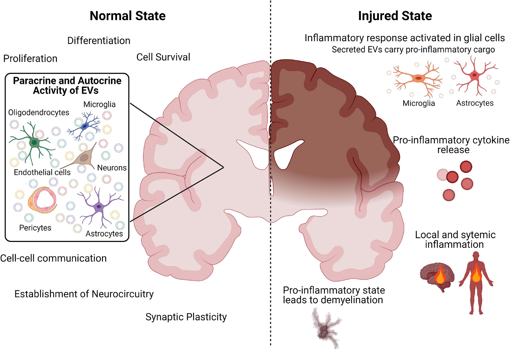 Frontiers  The Role of Extracellular Vesicles in the Developing Brain:  Current Perspective and Promising Source of Biomarkers and Therapy for  Perinatal Brain Injury