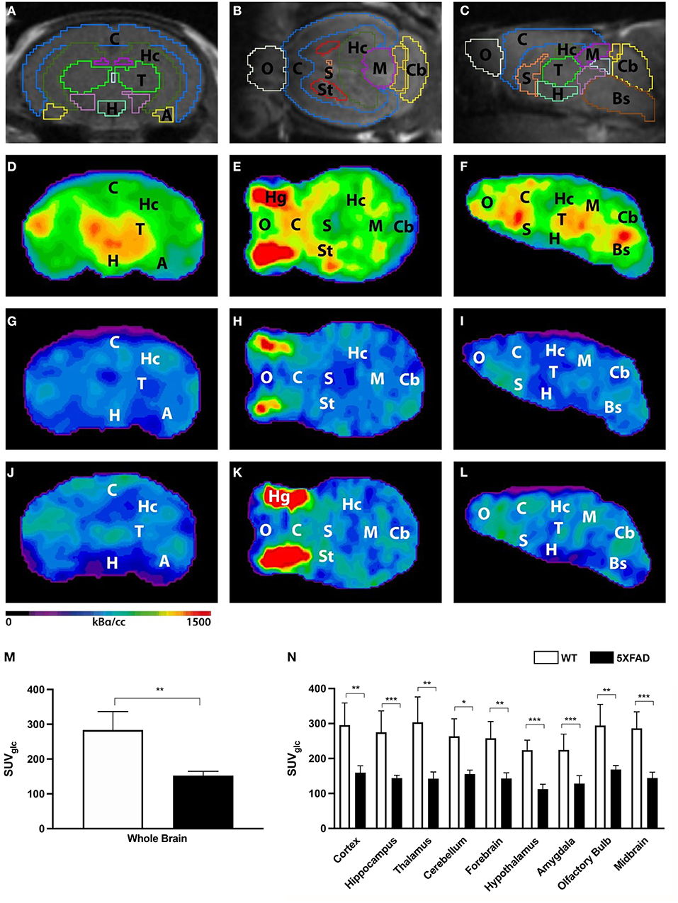 Frontiers Quantitative Brain Positron Emission Tomography In Female 5xfad Alzheimer Mice