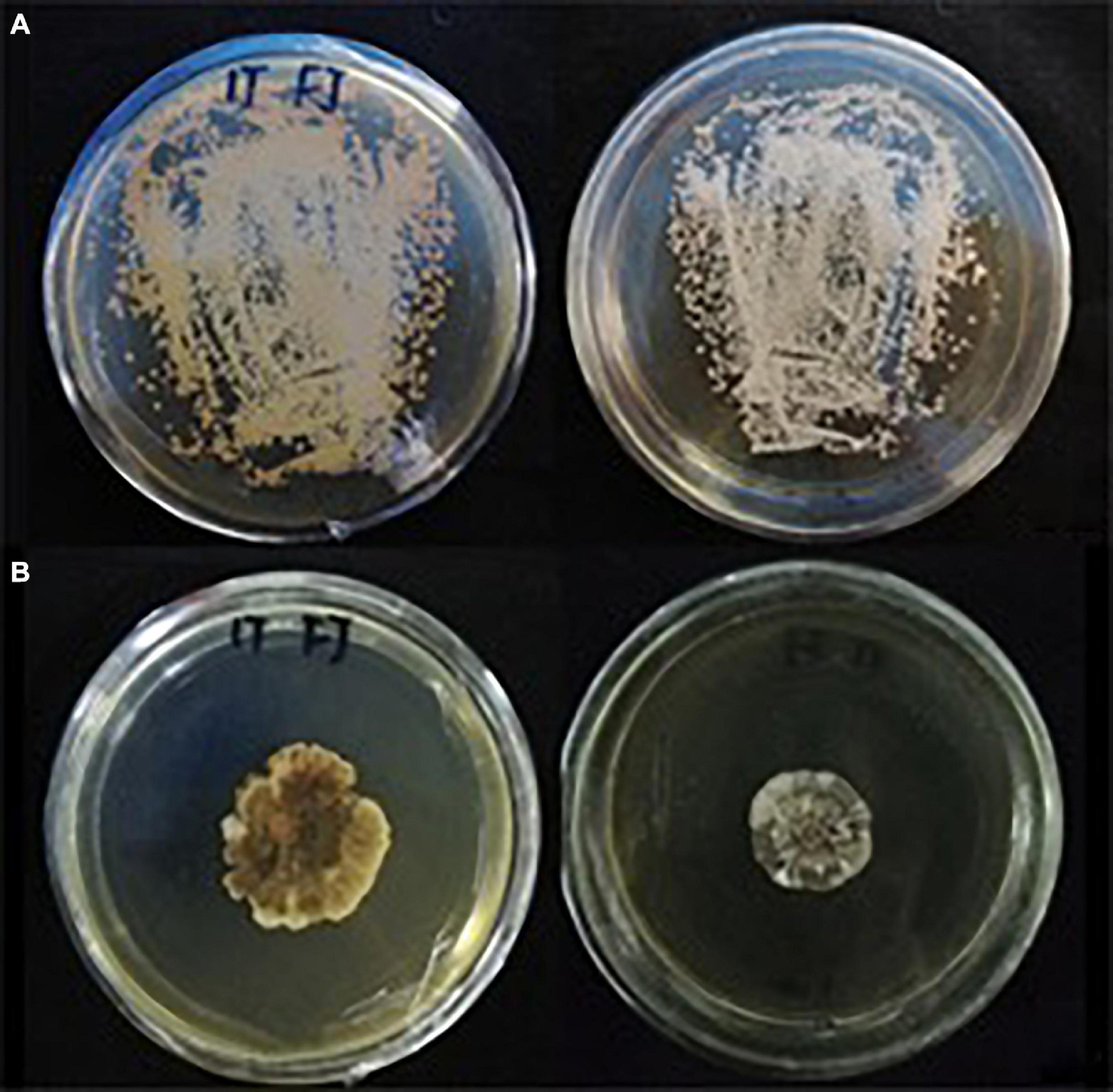 Frontiers | Polymerase Chain Reaction-Assisted Evaluation of the ...