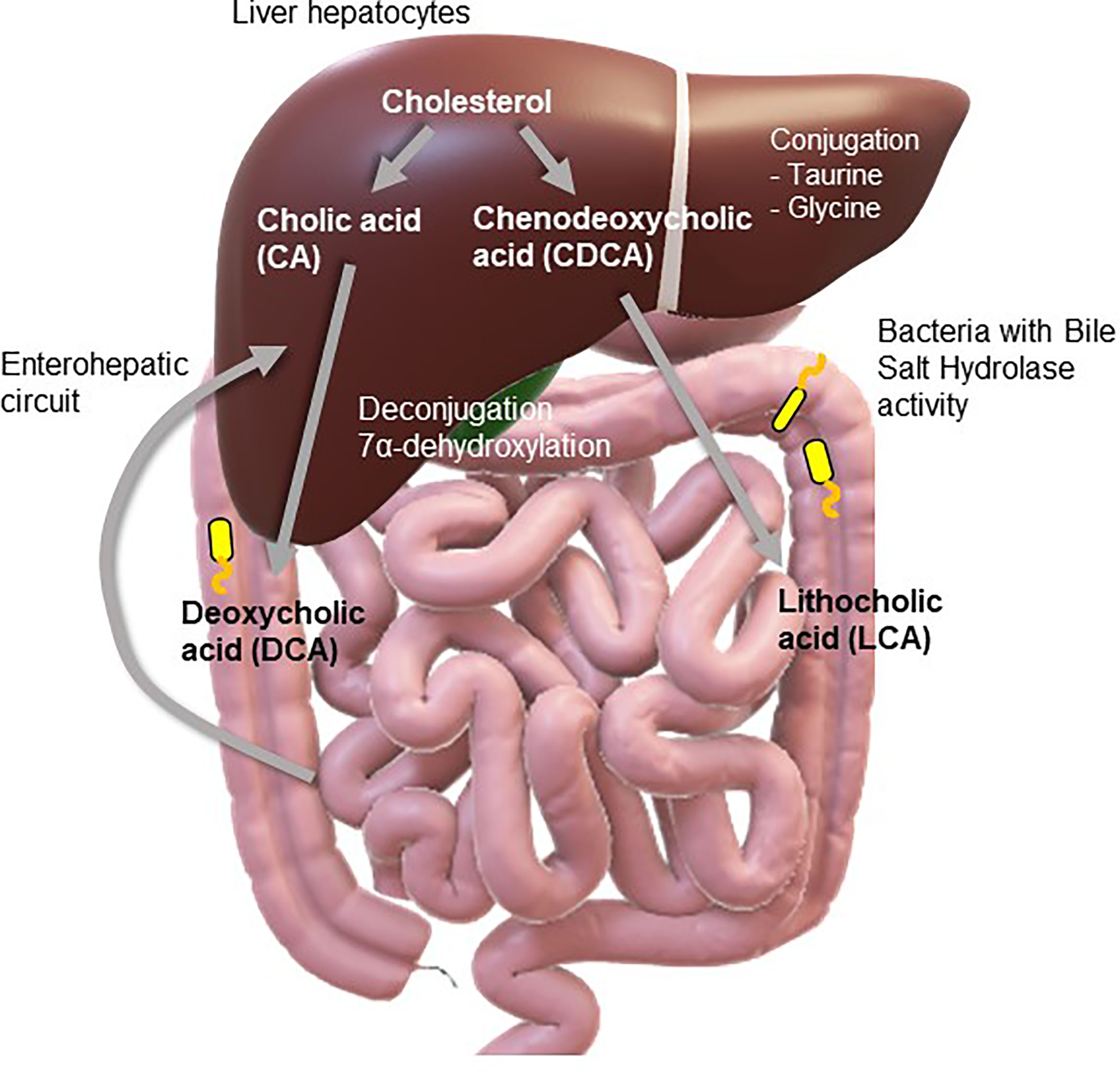 Frontiers Aberrant Gut To Brain Signaling In Irritable Bowel Syndrome 