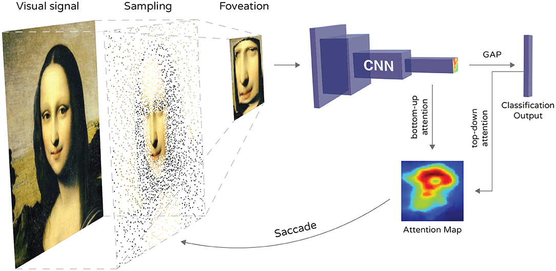 Frontiers  TB-Net: A Tailored, Self-Attention Deep Convolutional