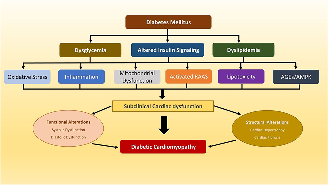 Frontiers Left Ventricular Hypertrophy In Diabetic Cardiomyopathy A 