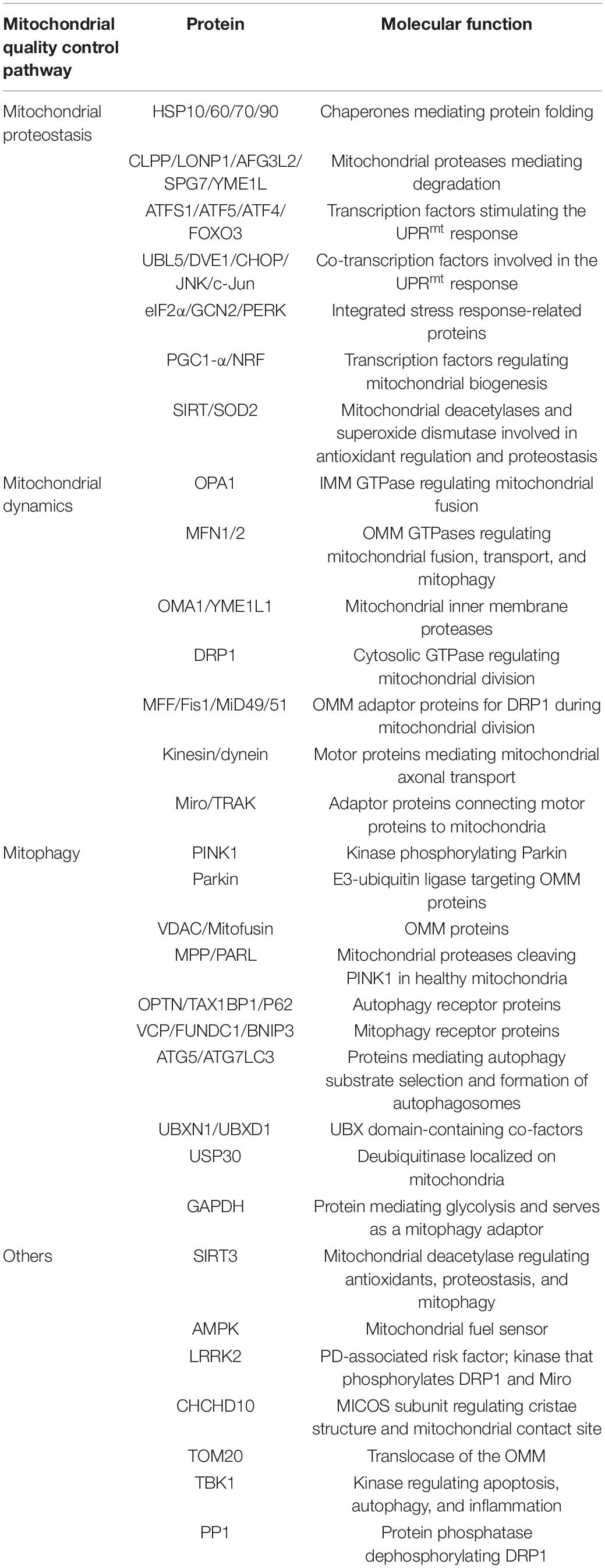 Frontiers | Mitochondrial Quality Control Strategies: Potential 