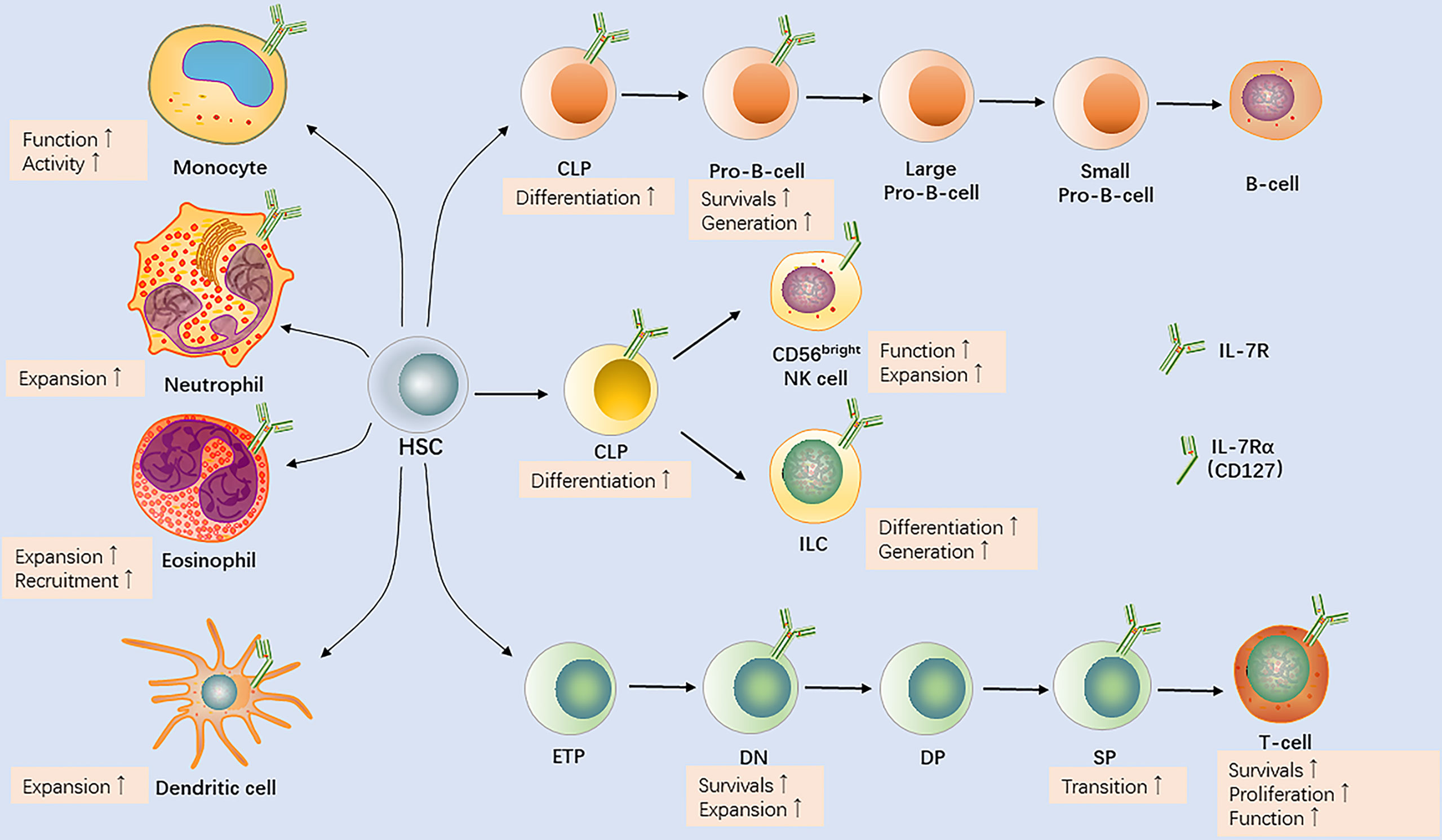 Frontiers Interleukin 7 Biology And Its Effects On Immune Cells 