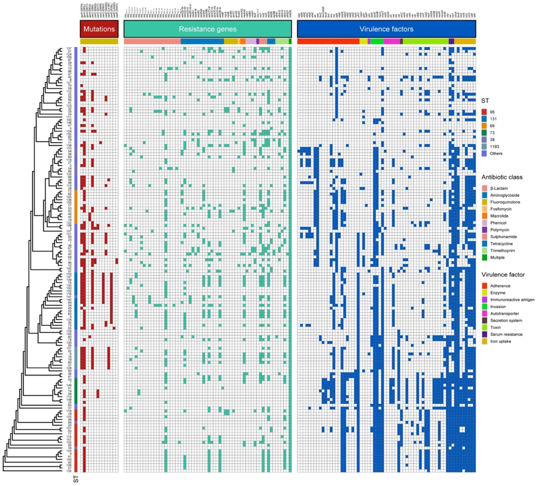Sequence type diversity and population structure of ESBL-producing