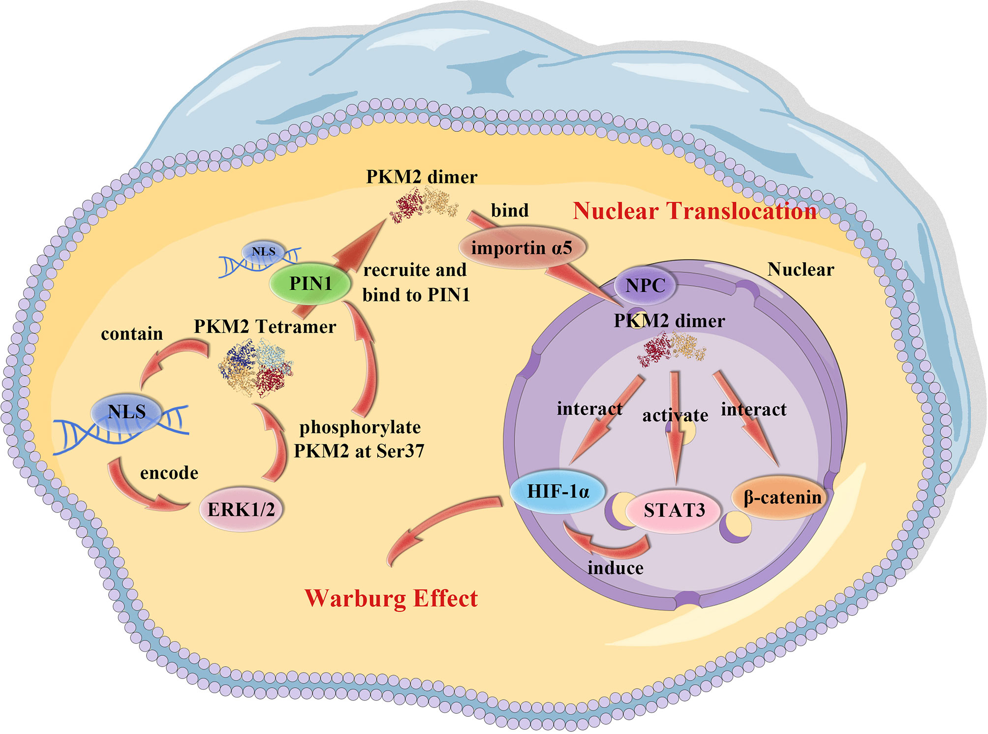 Non-canonical NFκB activation promotes chemokine expression in podocytes