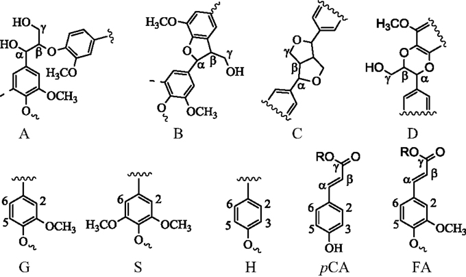 The main substructures of lignin in the spectra (A: β-O-4