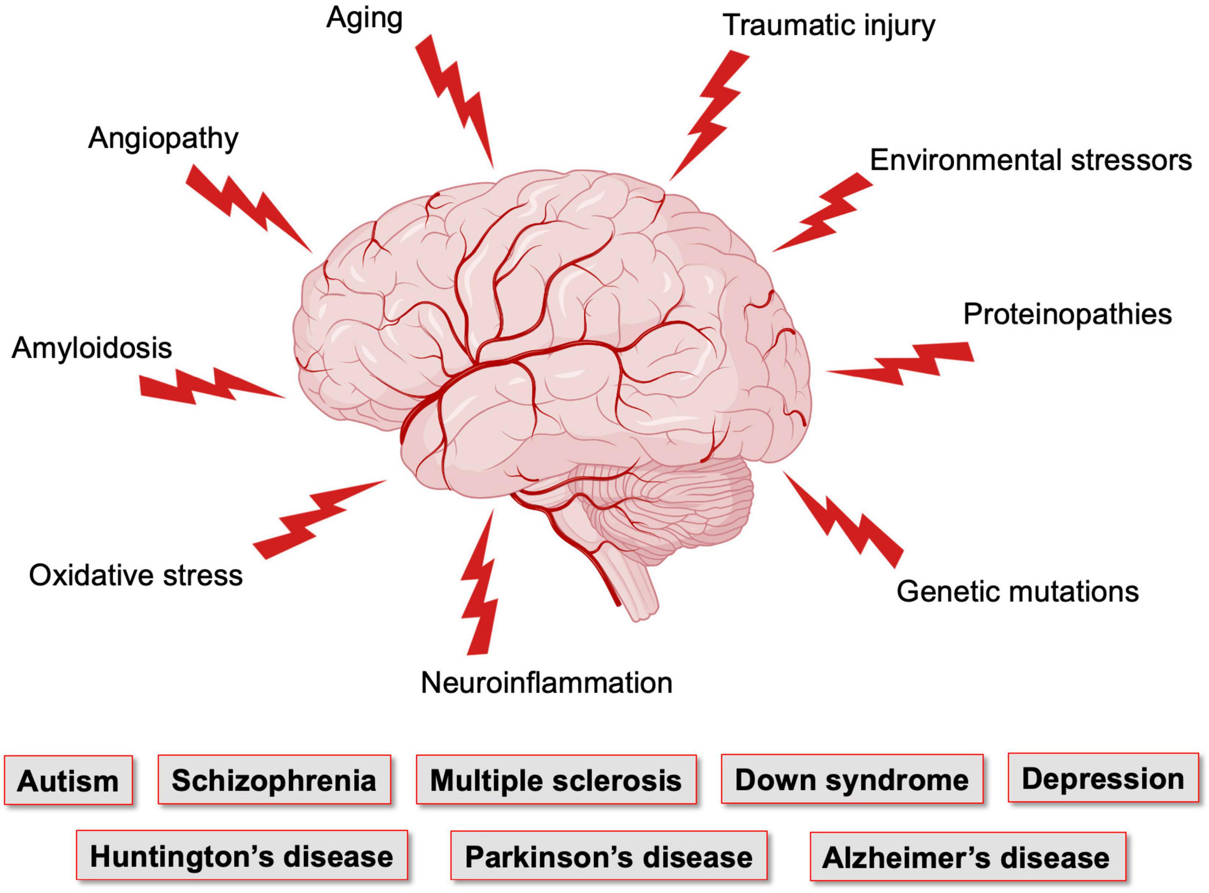 Frontiers From Neurodevelopmental To Neurodegenerative Disorders The 