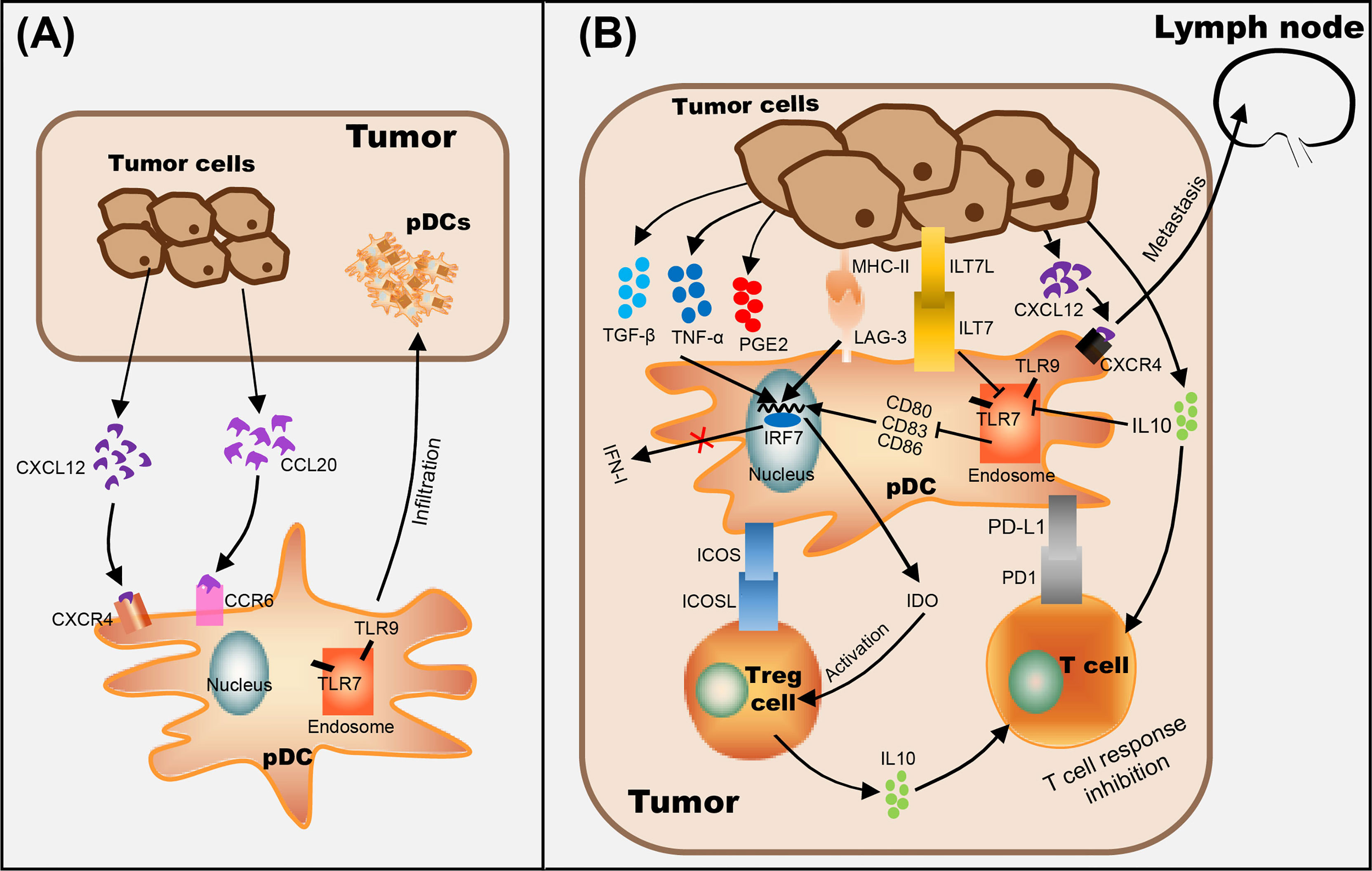 Frontiers The Role Of Plasmacytoid Dendritic Cells In Cancers