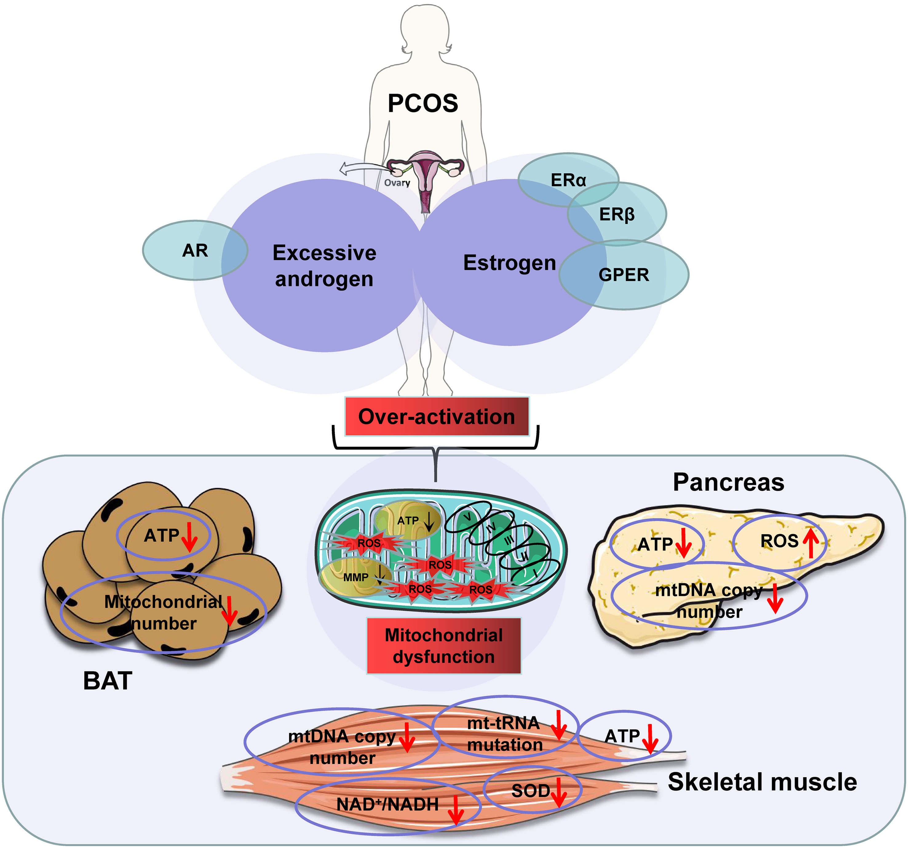 Frontiers Mitochondria In Sex Hormone Induced Disorder Of Energy Metabolism In Males And Females 8025