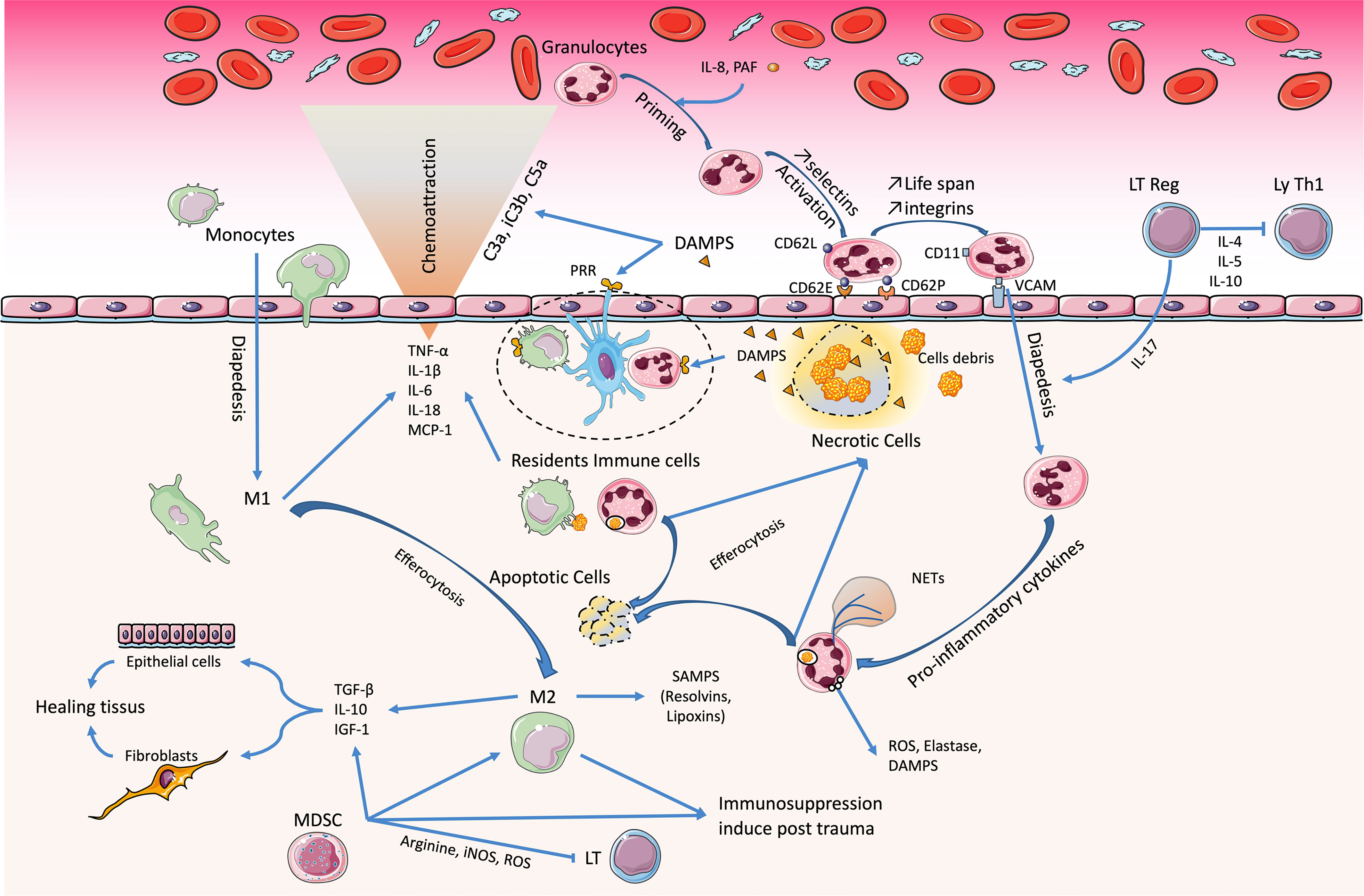 Frontiers | Therapeutic Potential of Mesenchymal Stromal Cell 