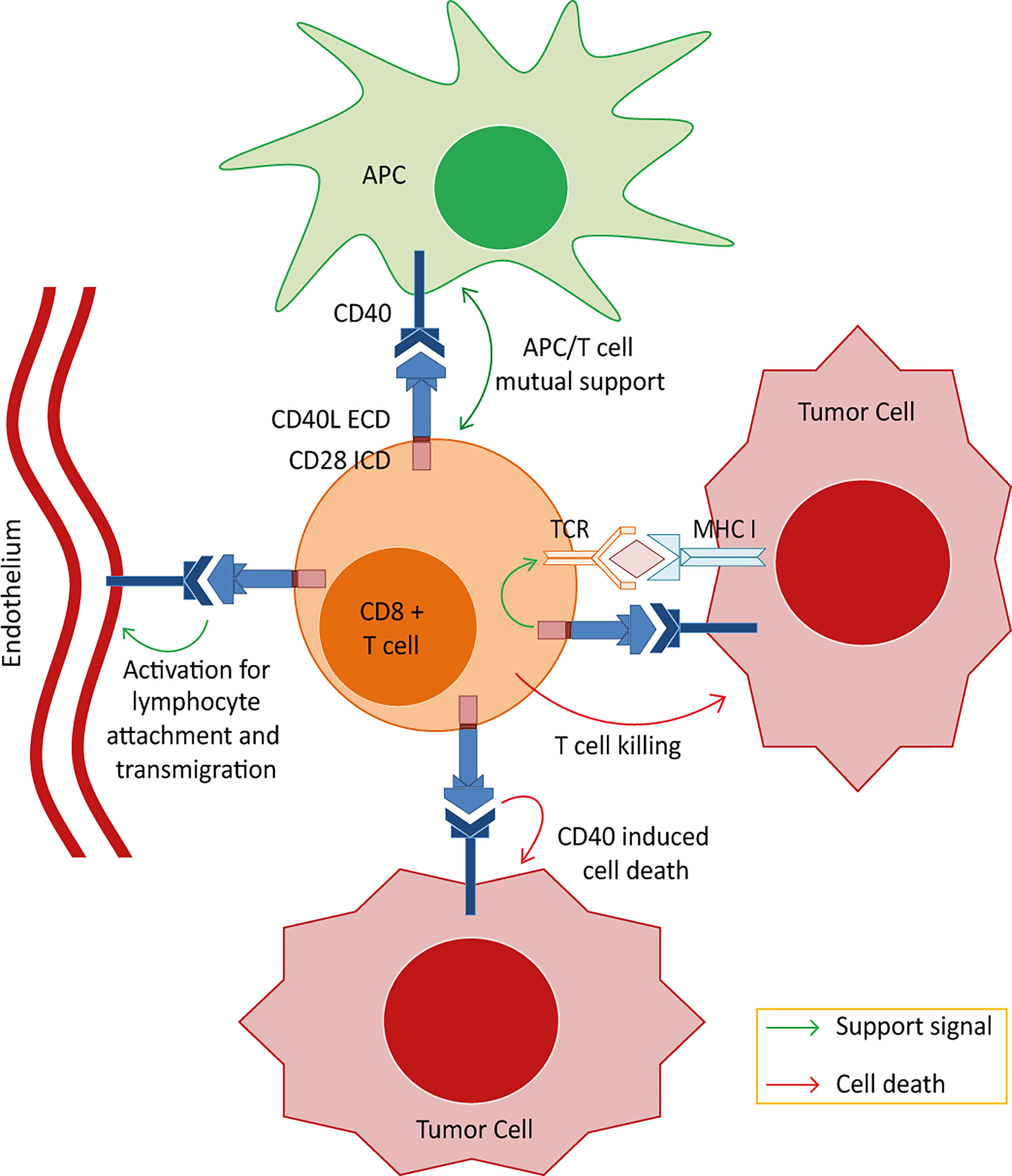 Frontiers | Double Strike Approach for Tumor Attack: Engineering T ...