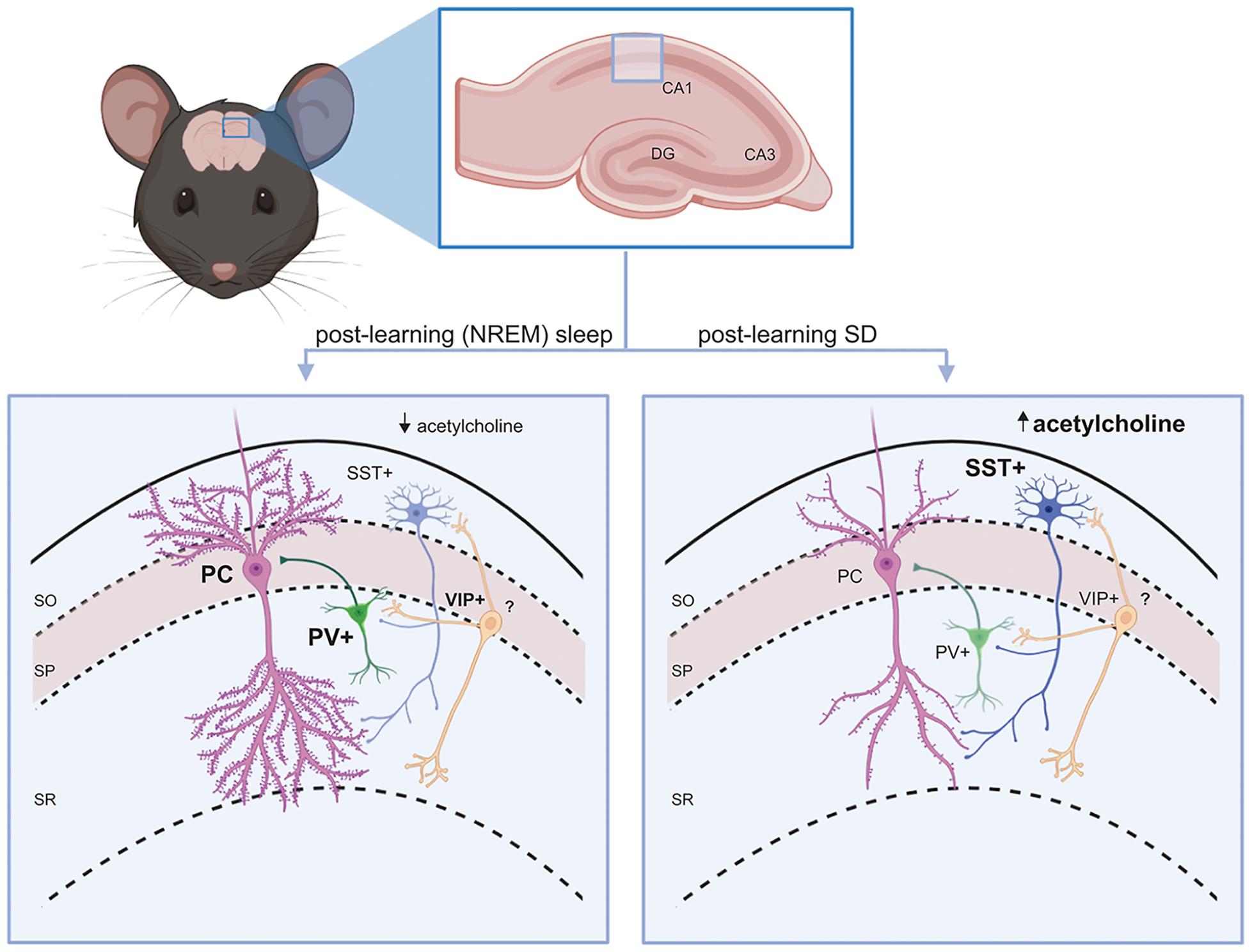 Frontiers The Engram s Dark Horse How Interneurons Regulate State 