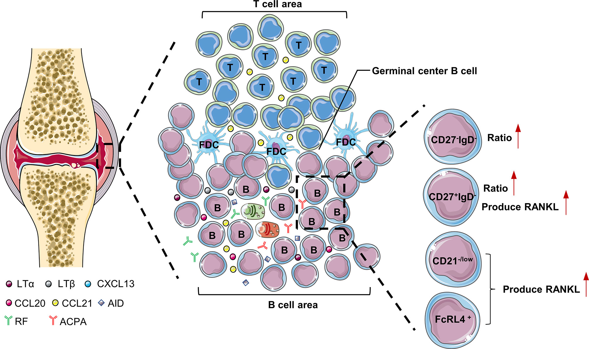 Frontiers B Cells In Rheumatoid Arthritis：pathogenic Mechanisms And