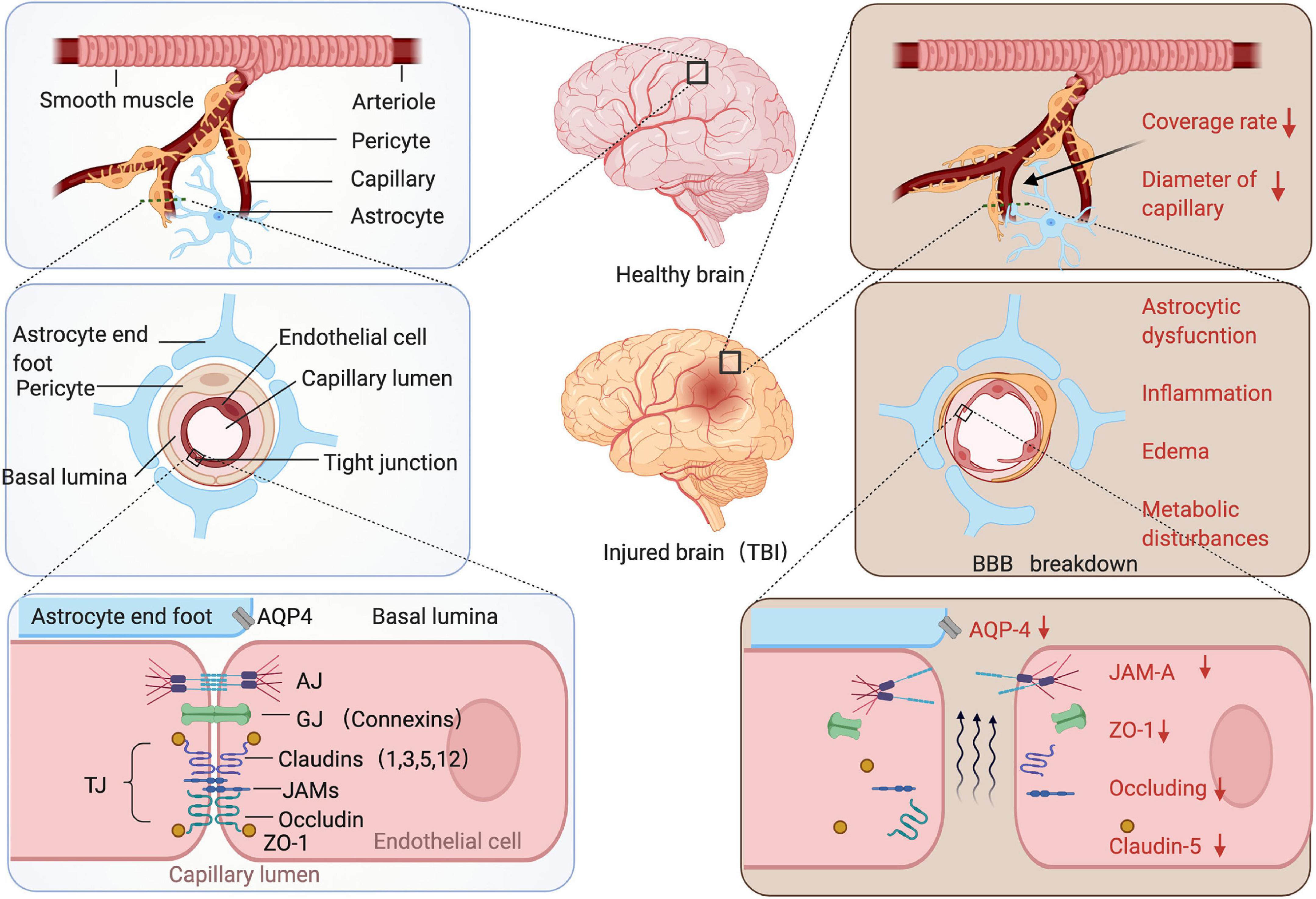 Frontiers Microenvironmental Variations After Blood Brain Barrier 